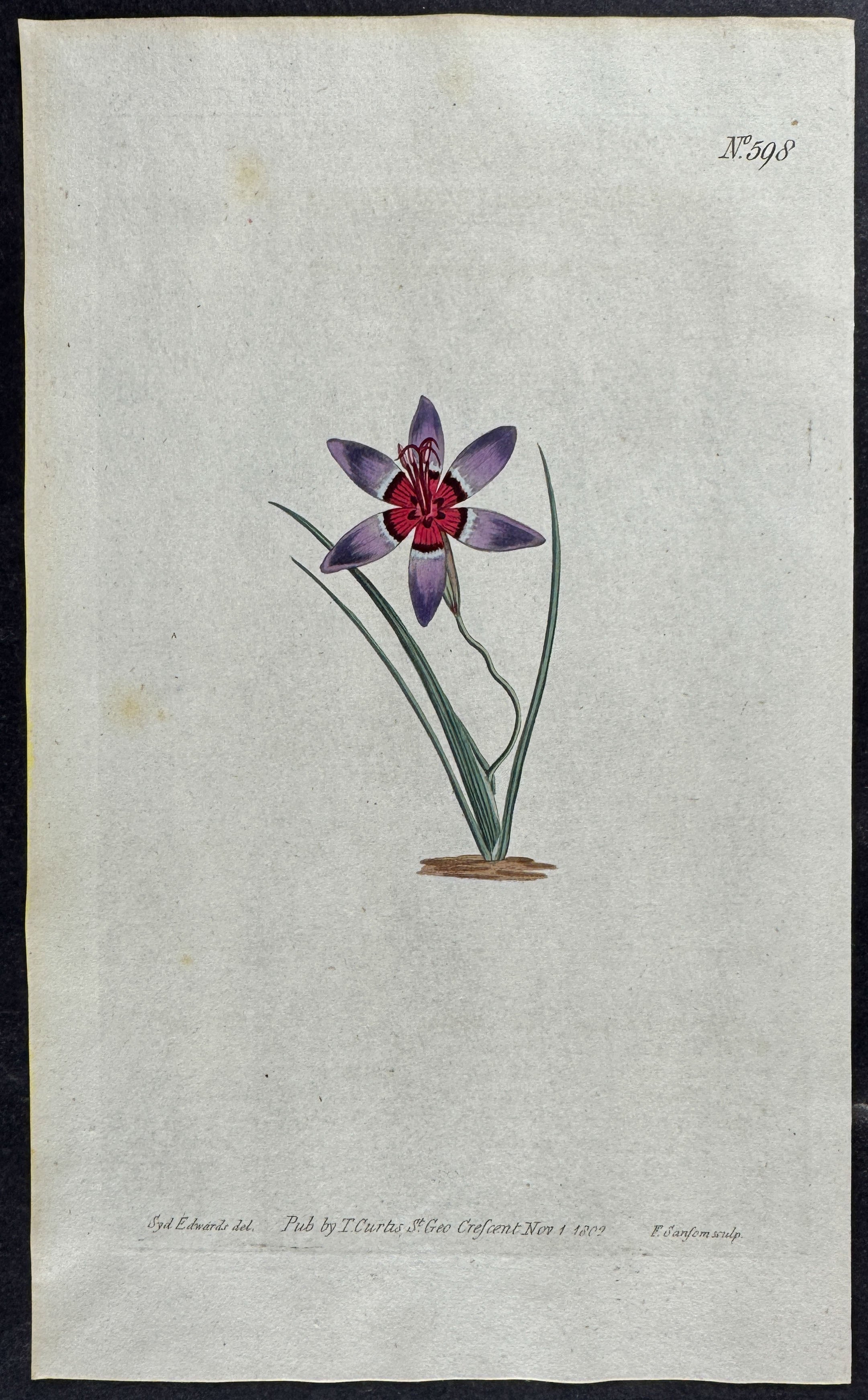Plaid Ixia