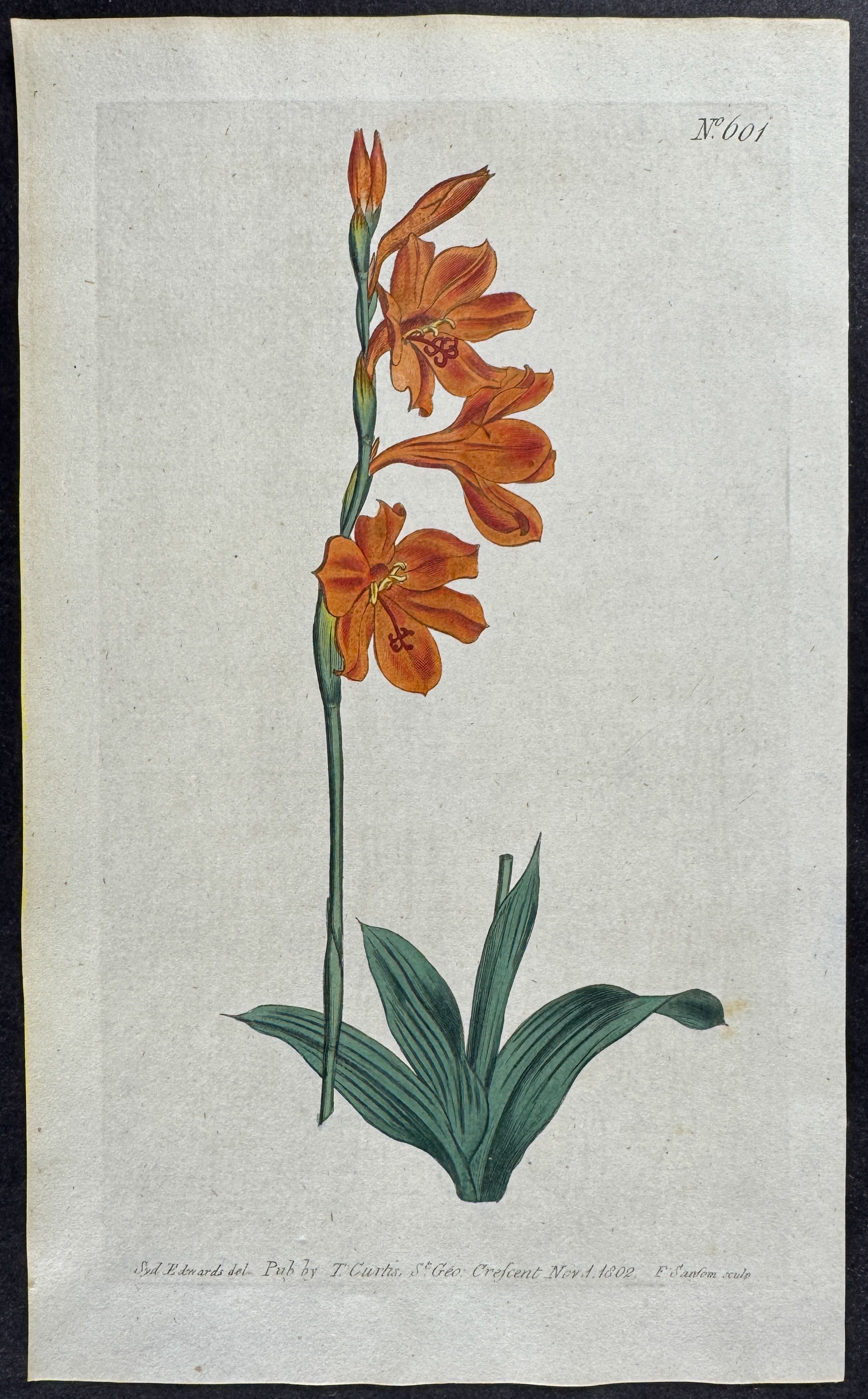 Short-leaved Watsonia