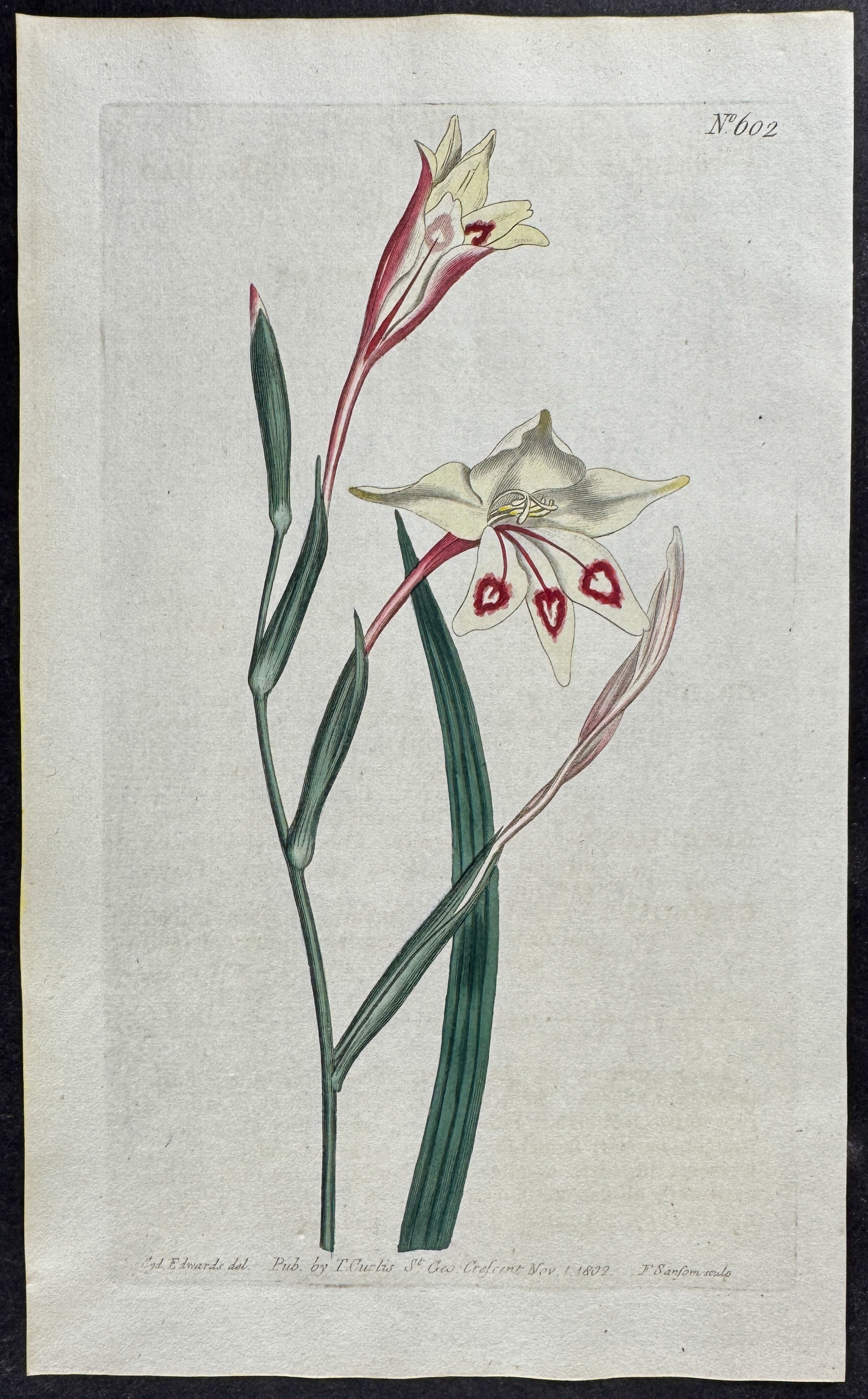 Narrow-leaved Corn-flag