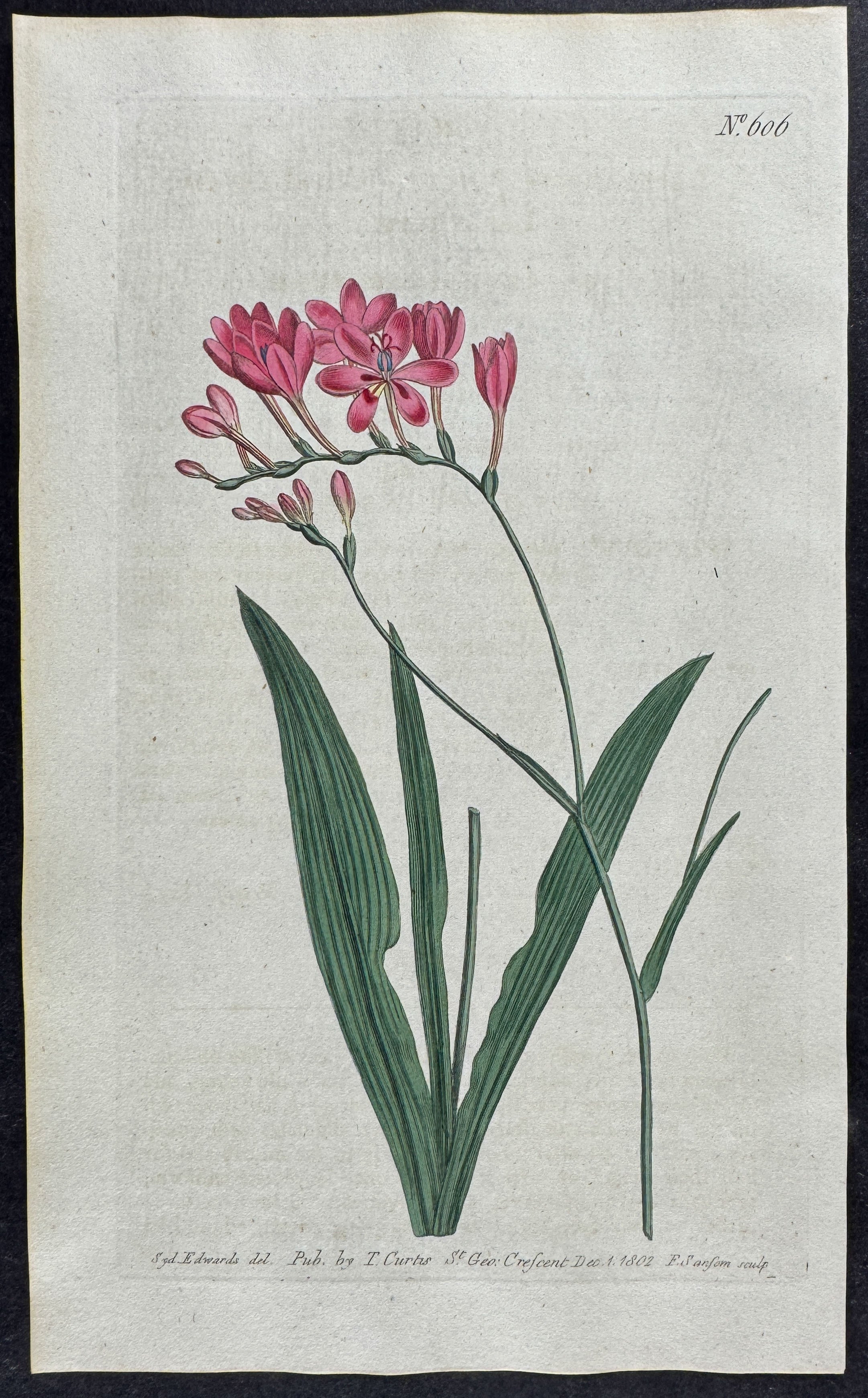 Cut-Leaved Lapeyrousia