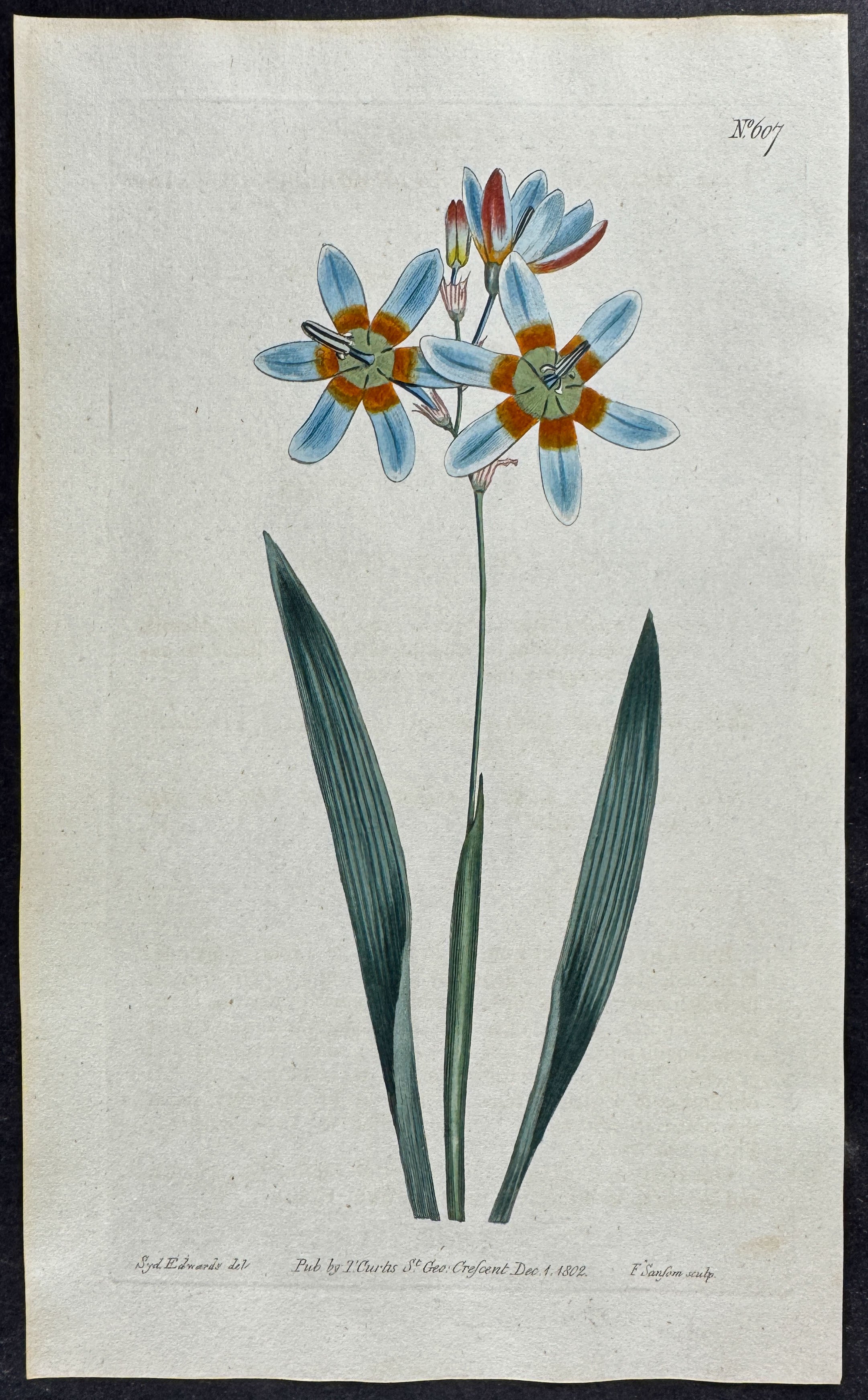 Monadelphous Ixia