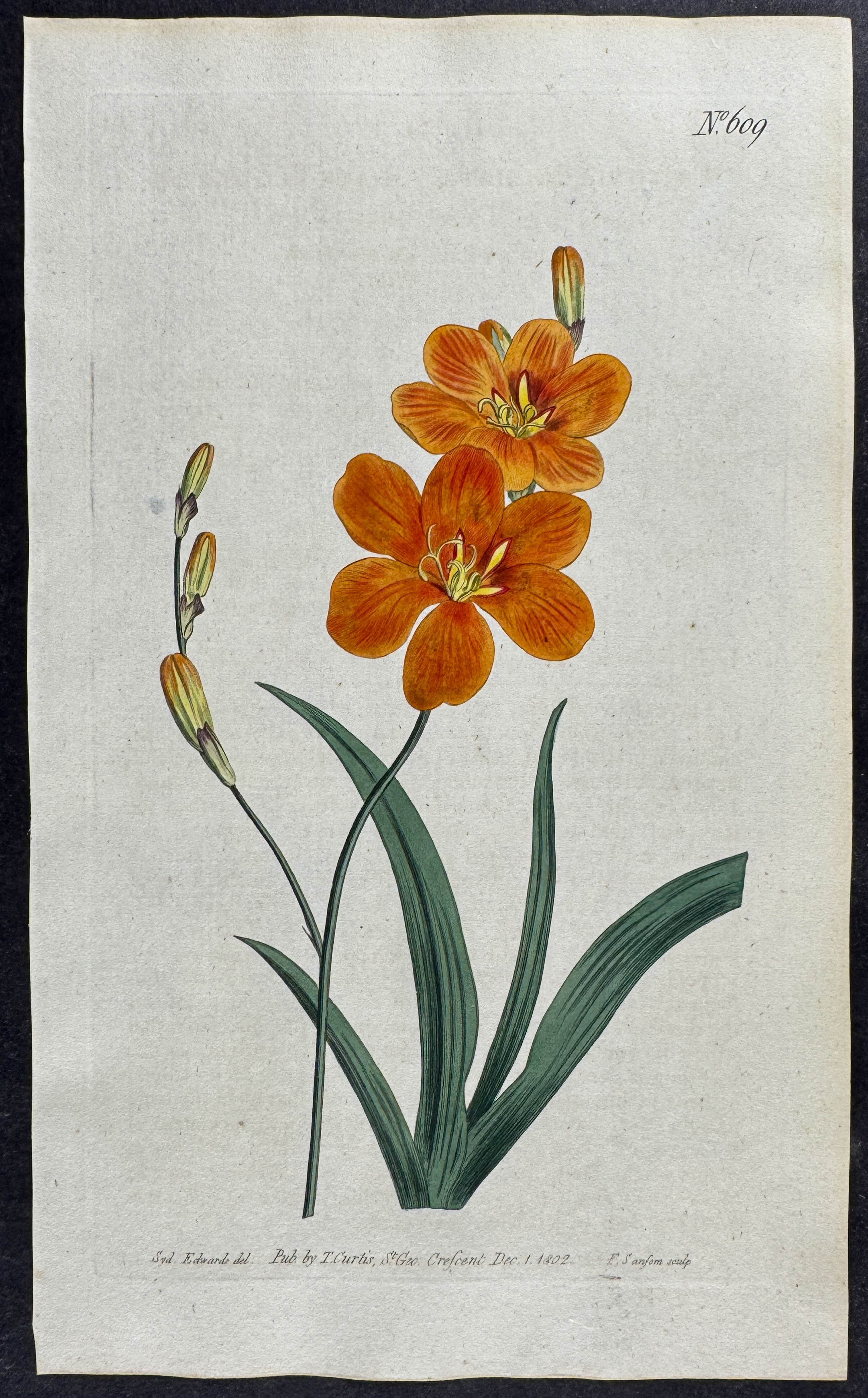 Late-Flowering Tritonia