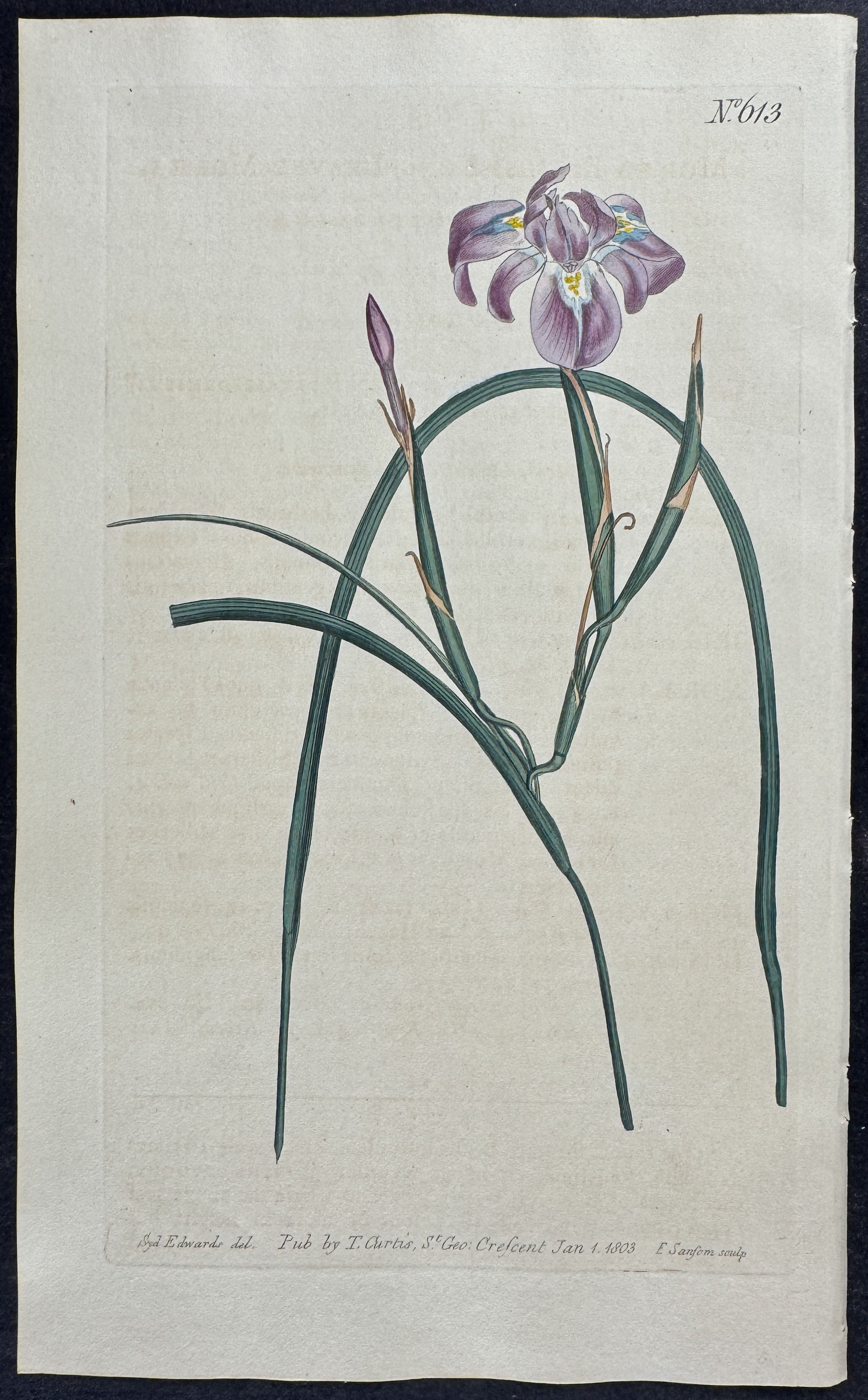 Long-Leaved Moraea