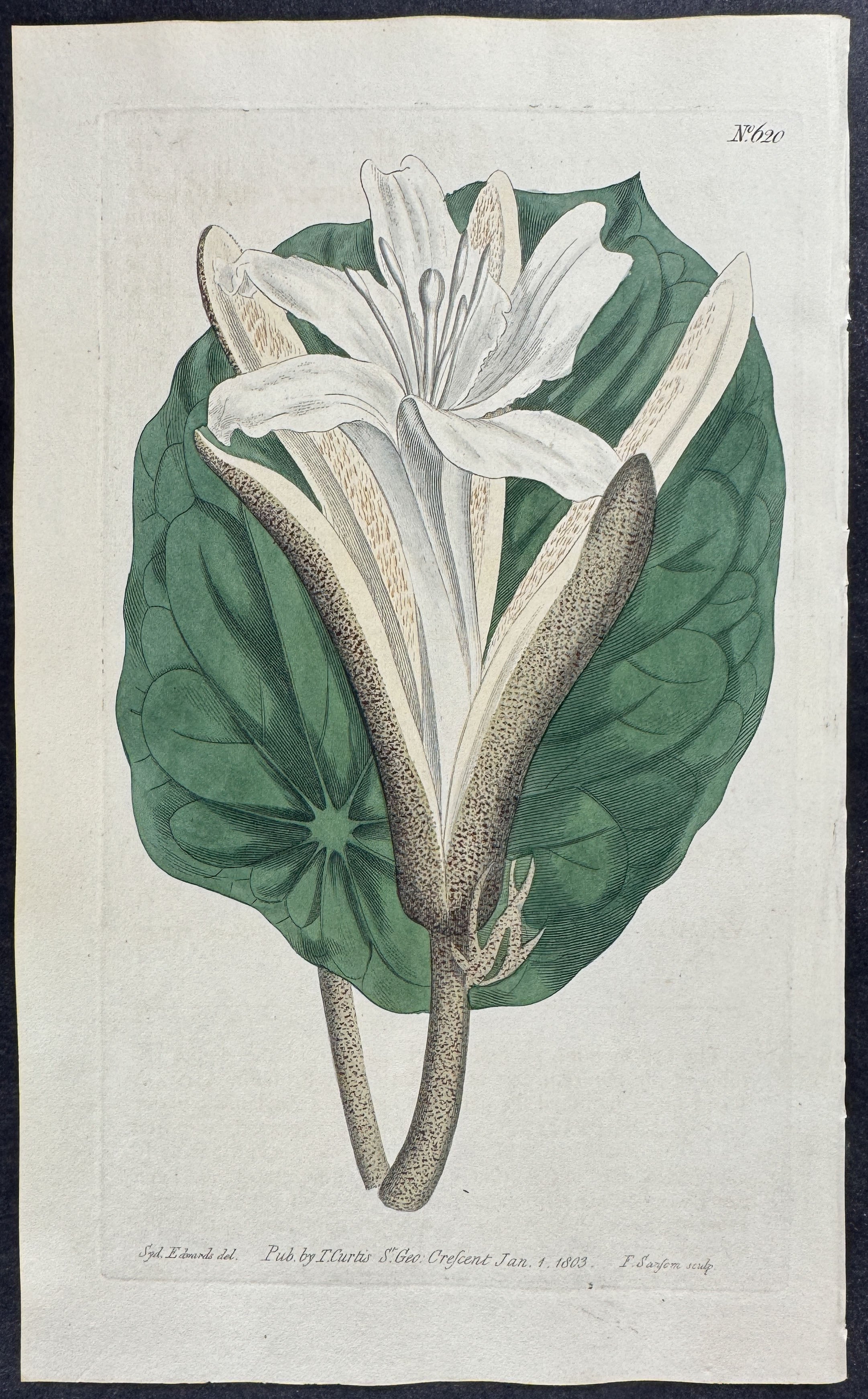 Maple-Leaved Pterospermum