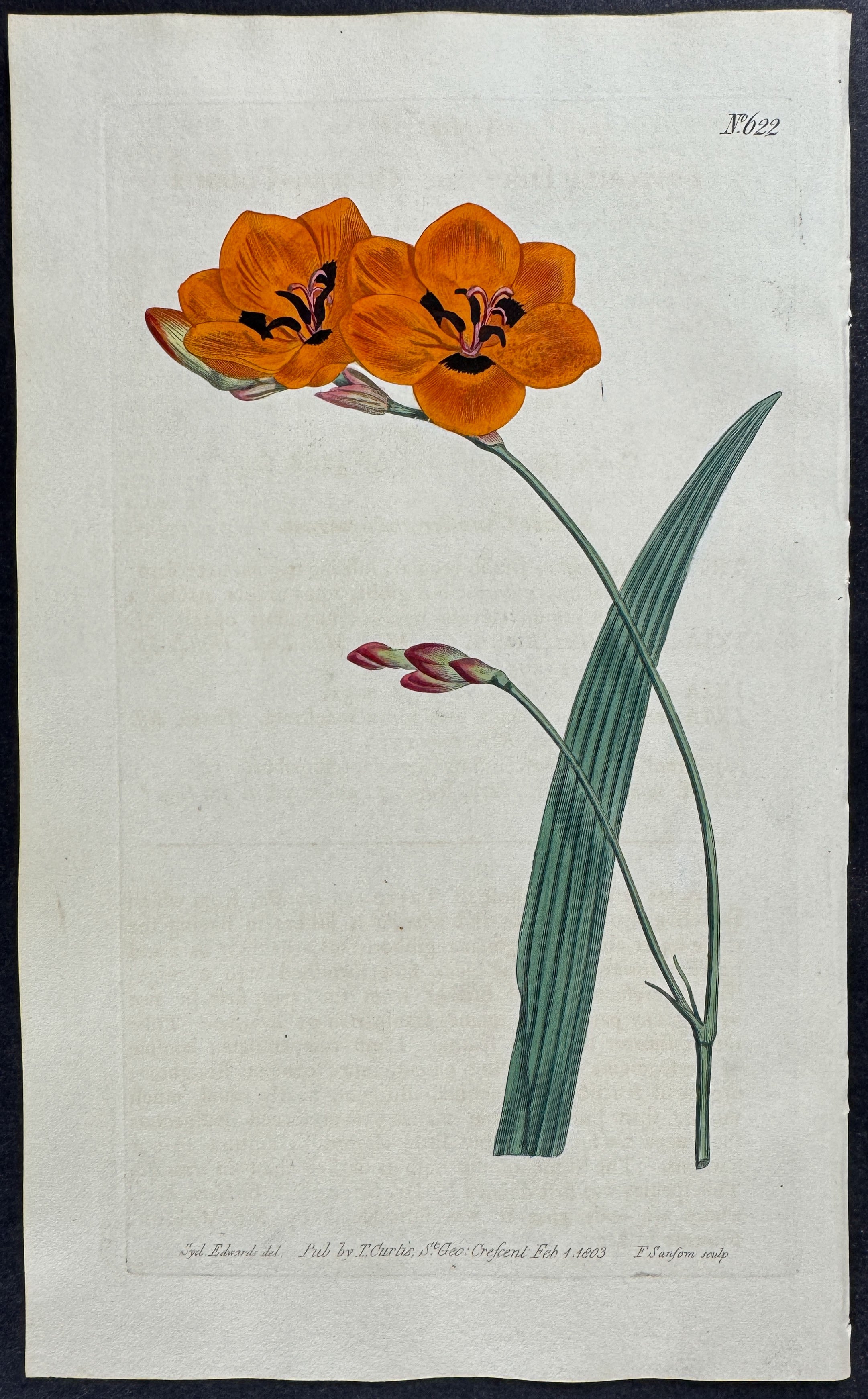 Copper-Colour Tritonia