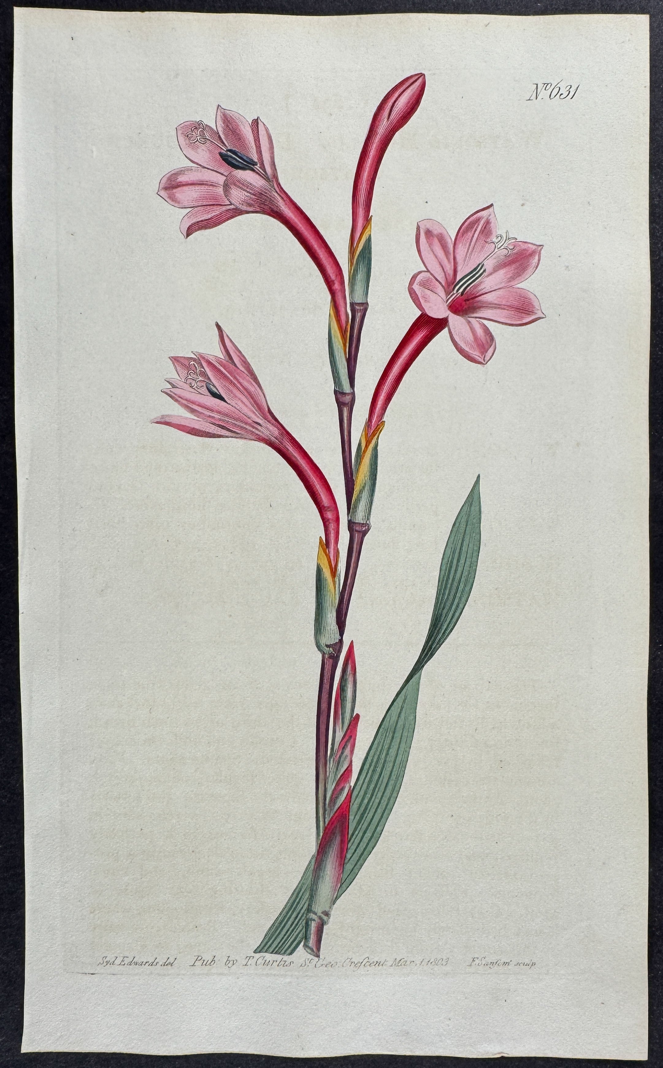 Lake-coloured Watsonia