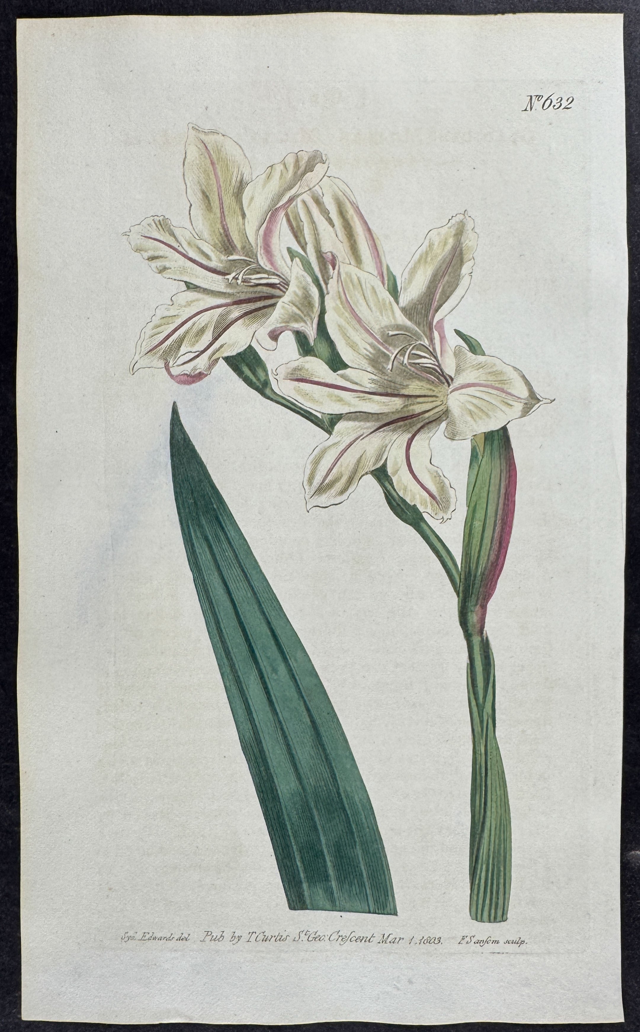 Miller's Corn-flag