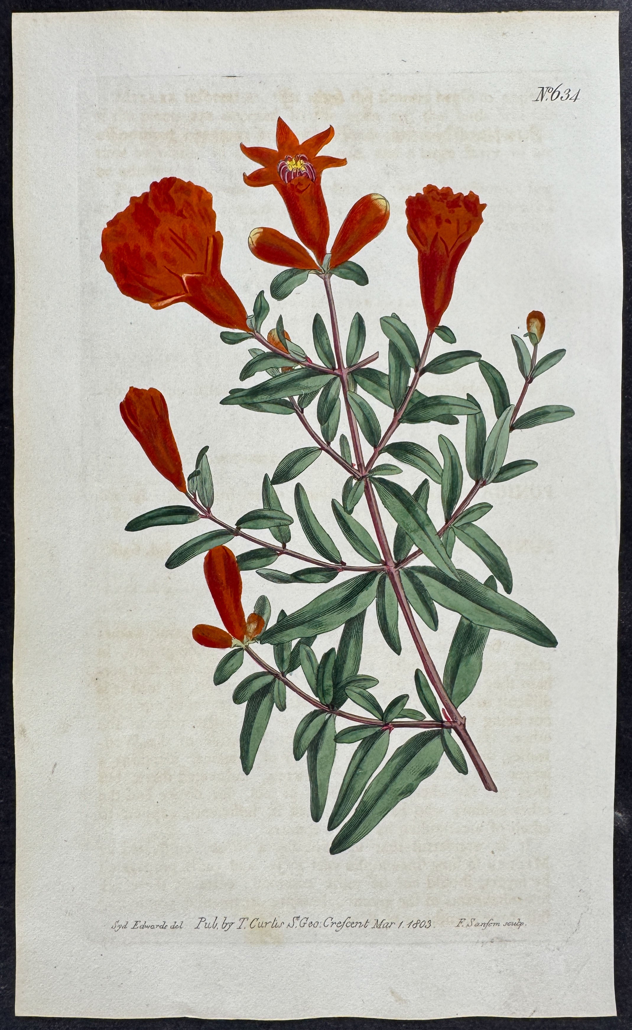 Dwarf Pomegranate Tree