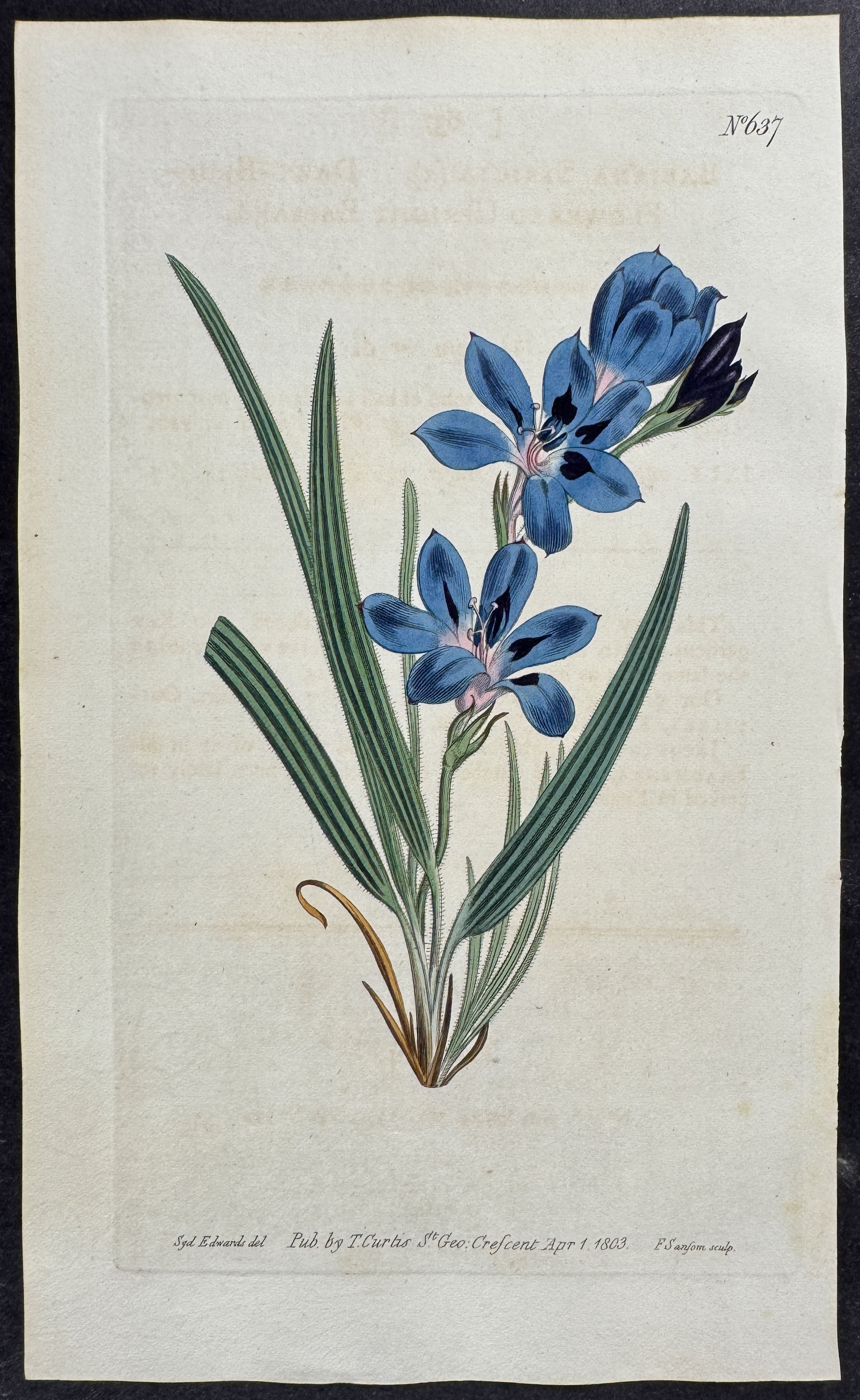 Dark-Blue-Flowered Upright Babiana