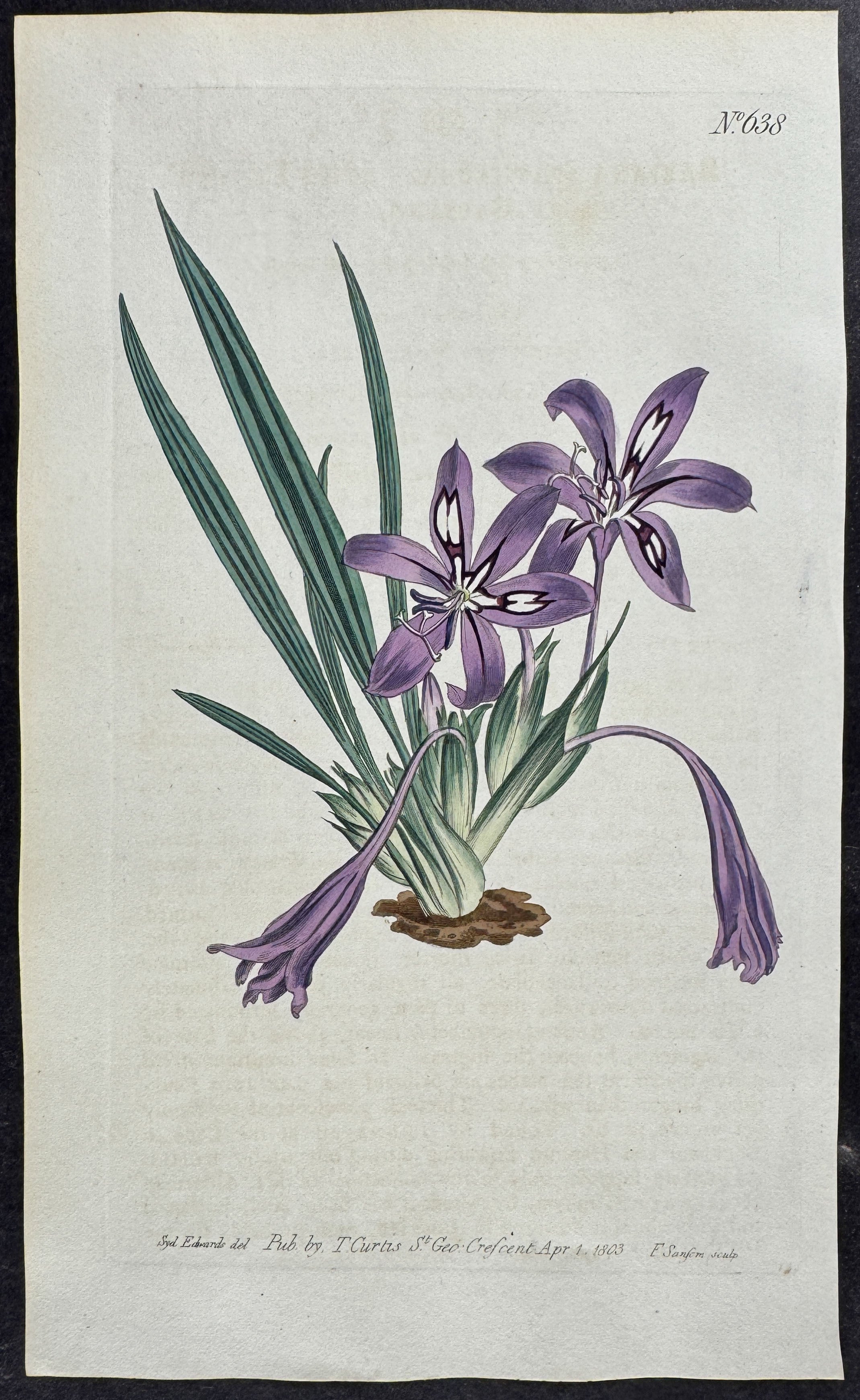 Stiff-leaved Babiana