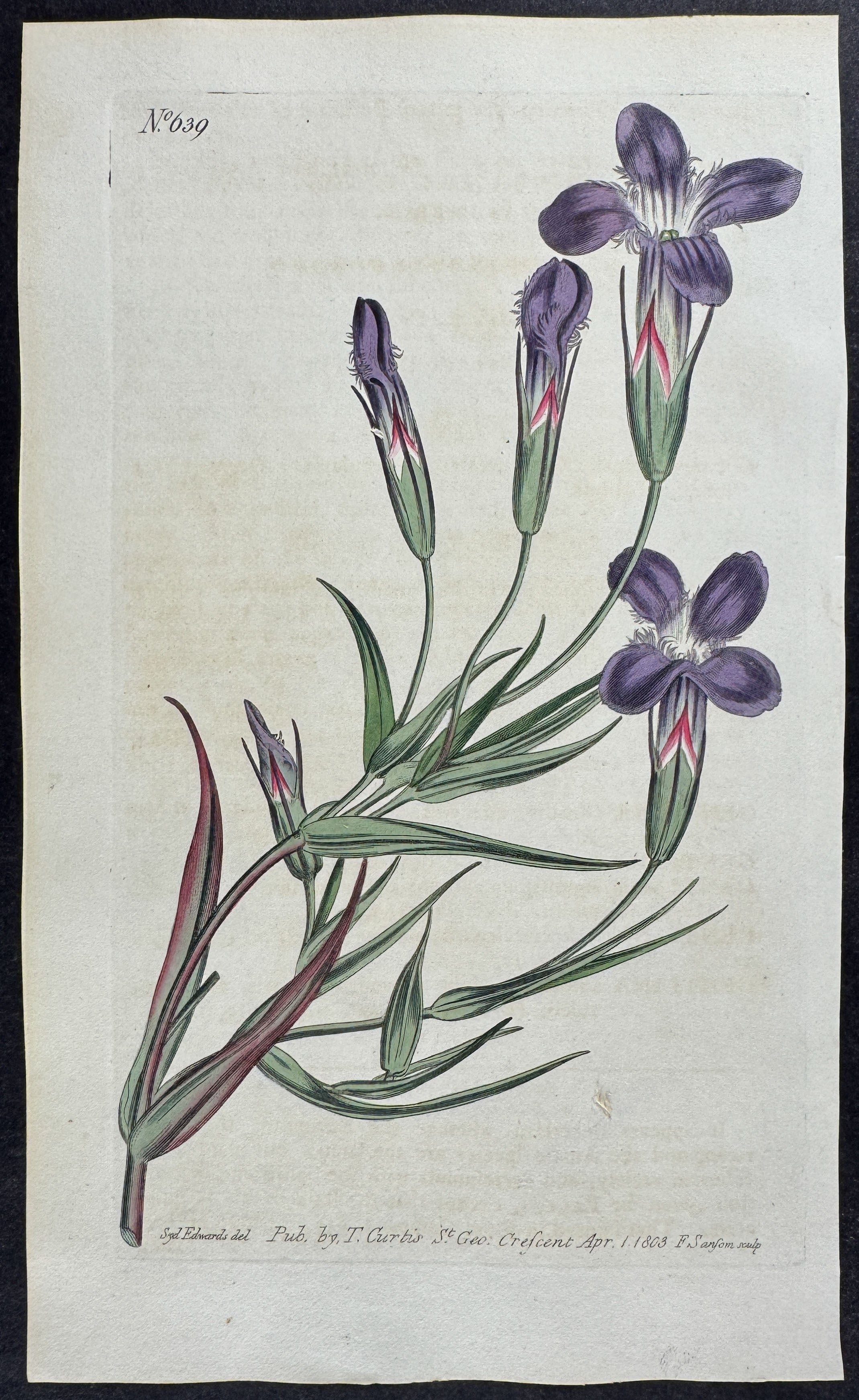 Fringed-Flowered Gentian
