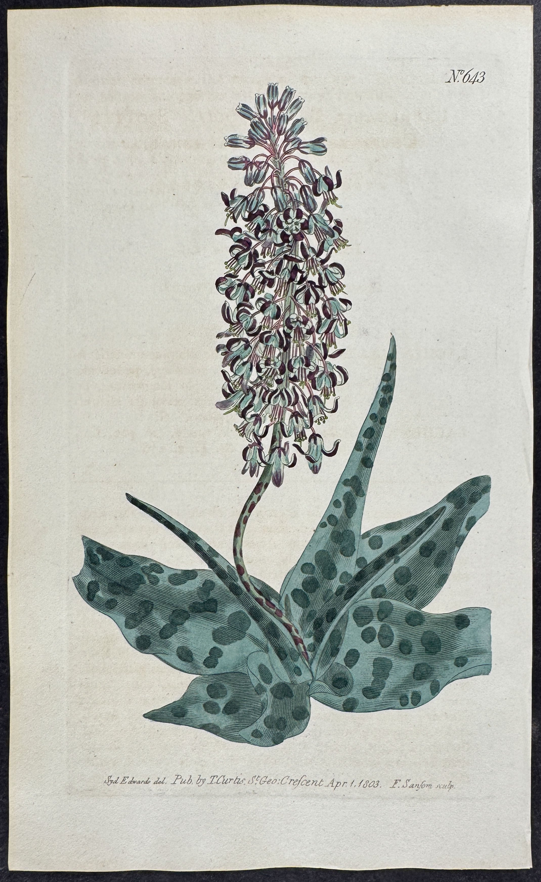 Spotted Copperas-Leaved Lachenalia