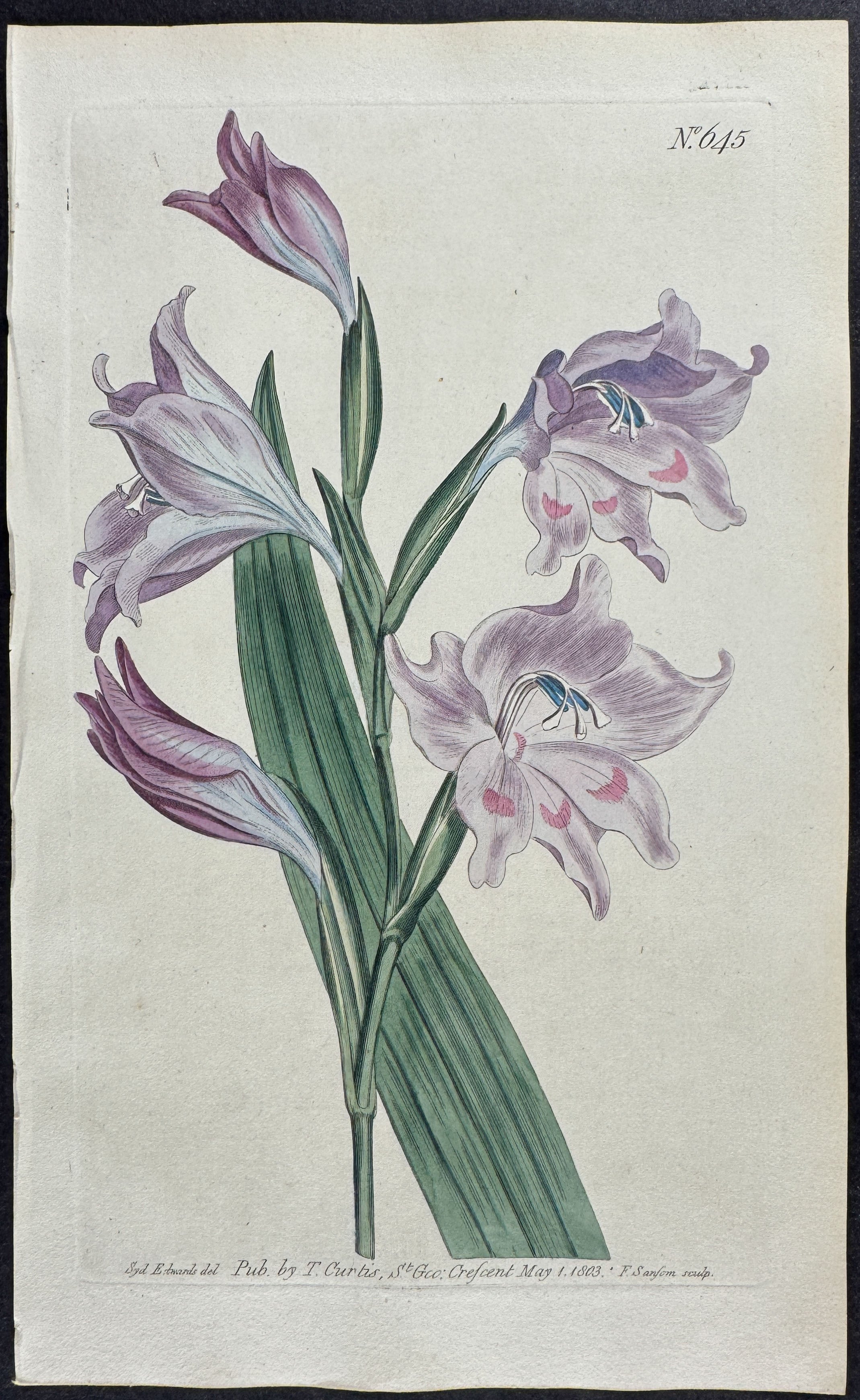 Pale-purple Cornflag