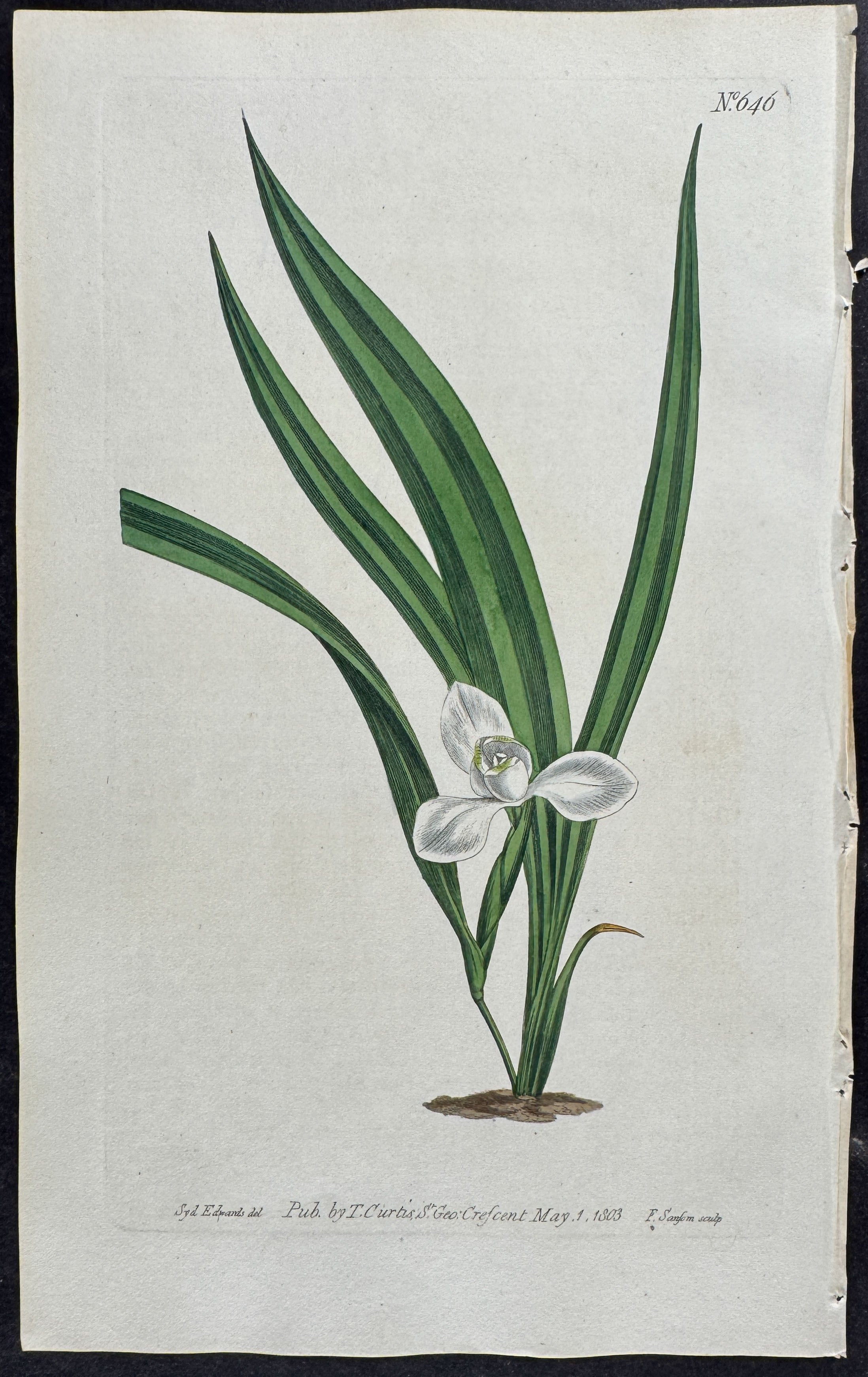 Marsh Marica