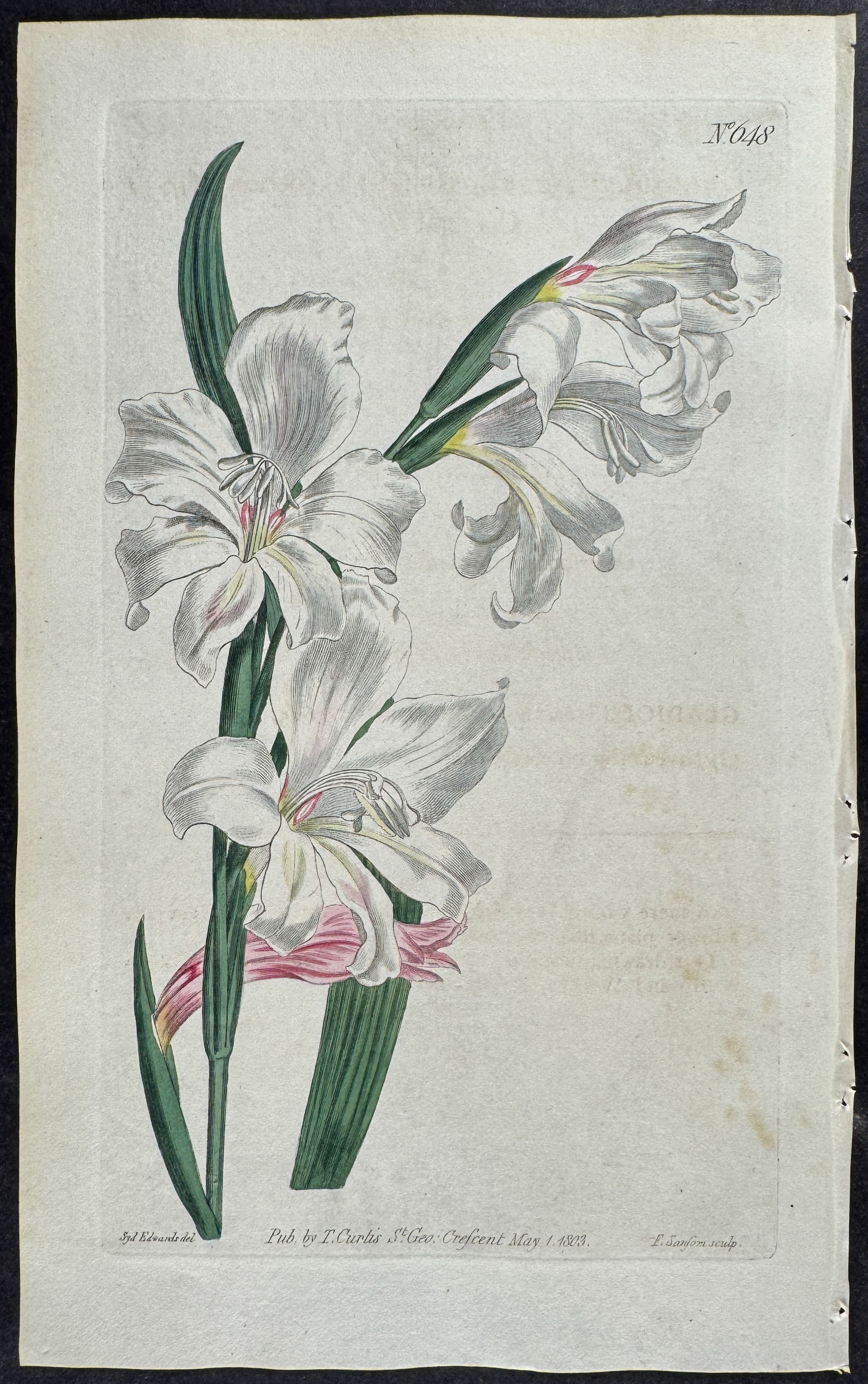 Snow-white Cornflag
