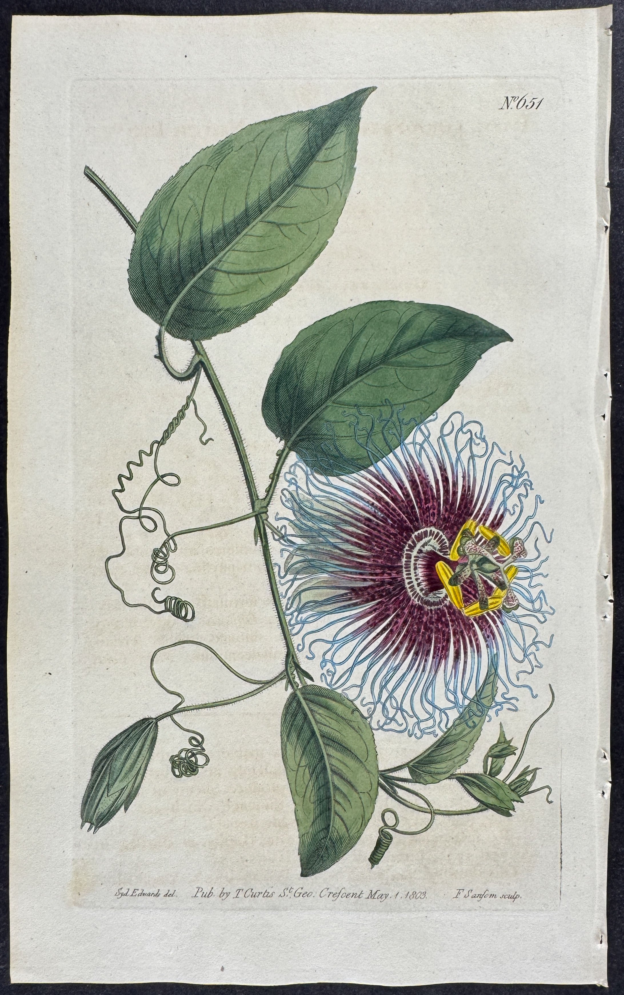 Notch-leaved Passion-Flower