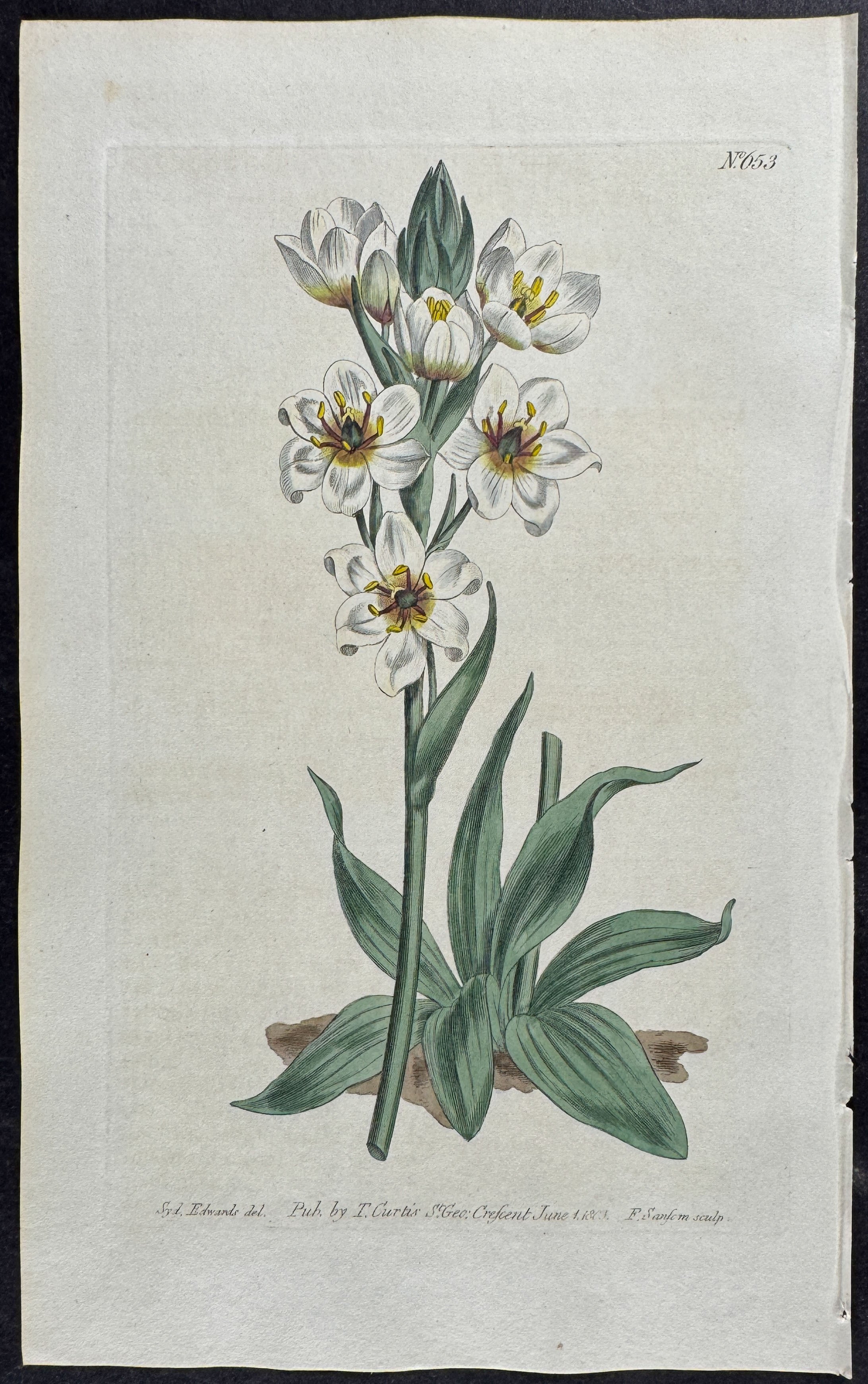 Revolute-Flowered Star-of-Bethlehem