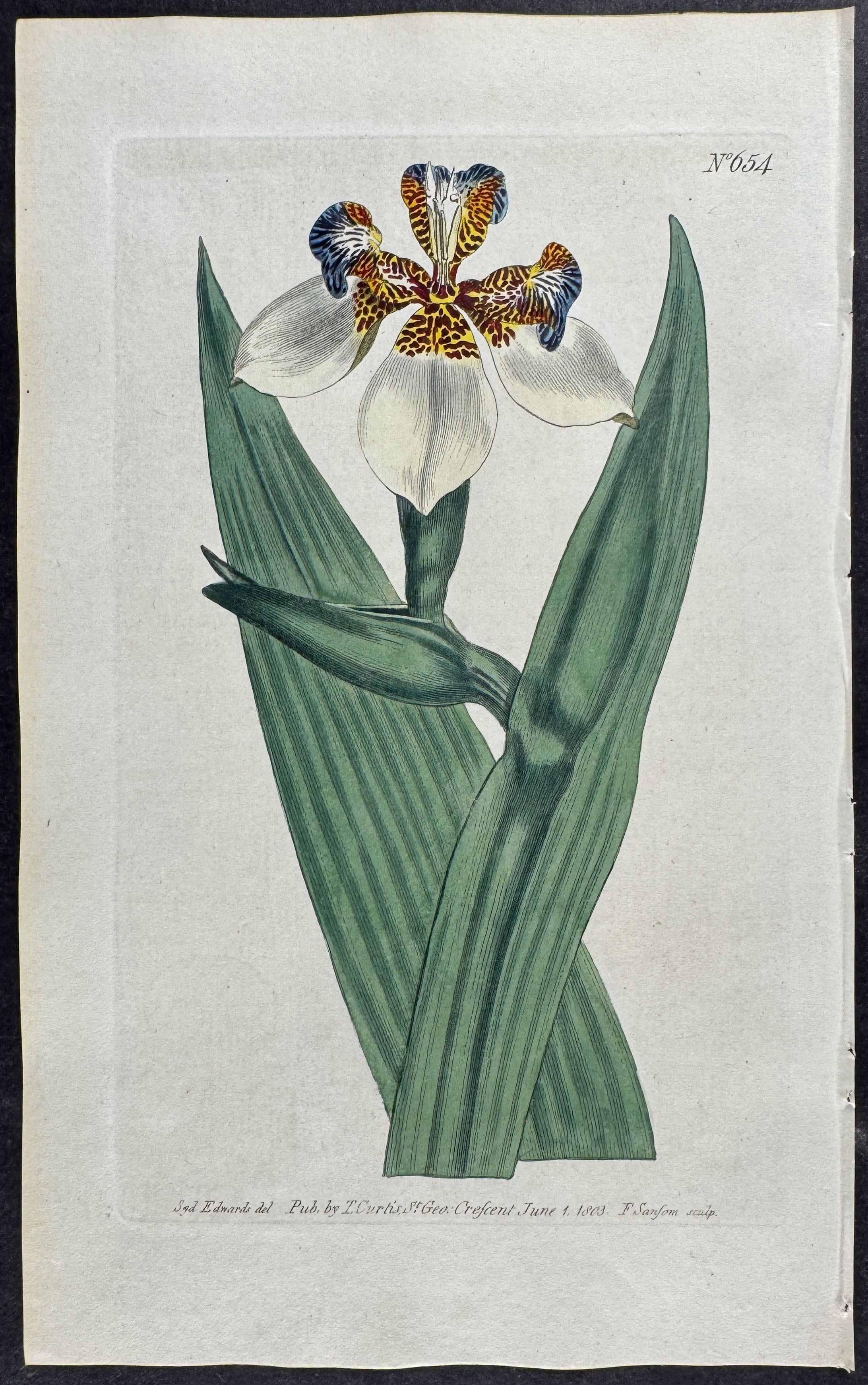 Broad-stemmed Marica