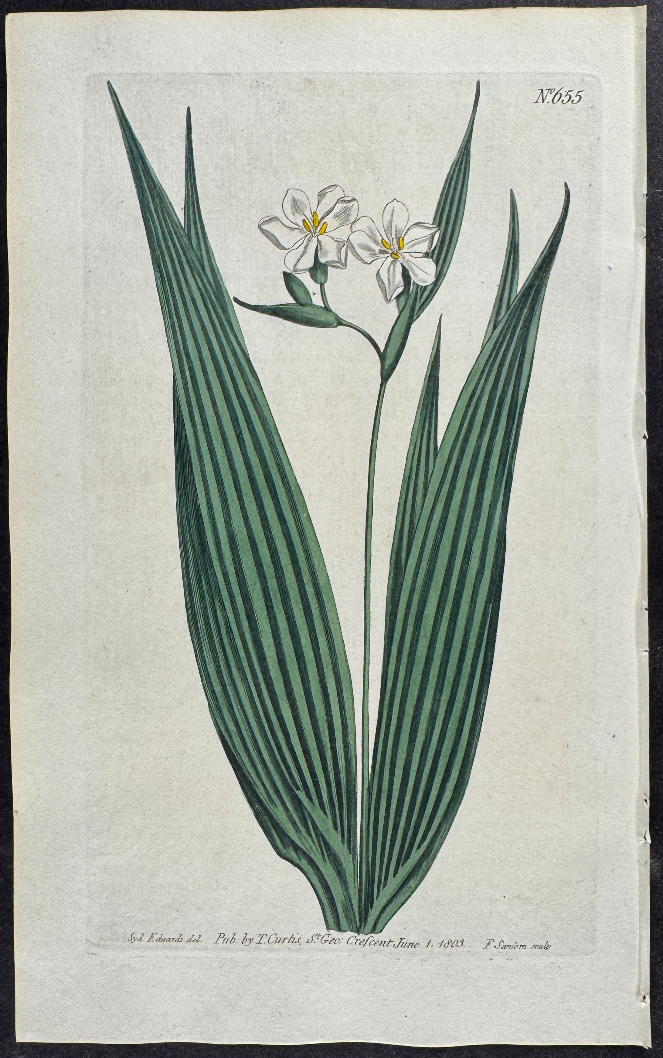 Small-Flowered Marica