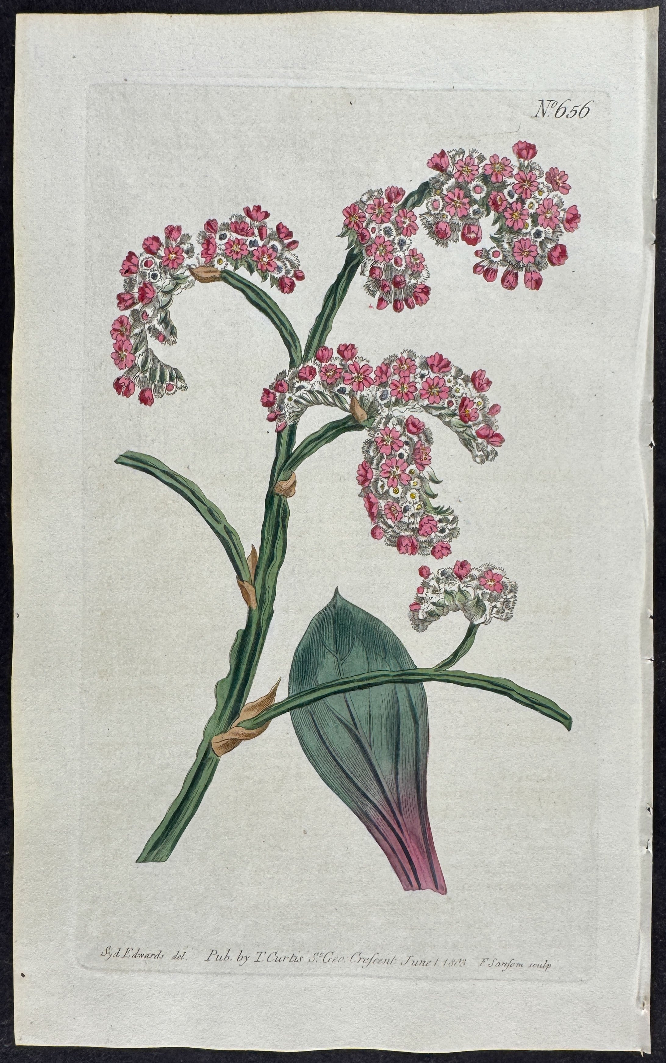 Plantain-leaved Thrift