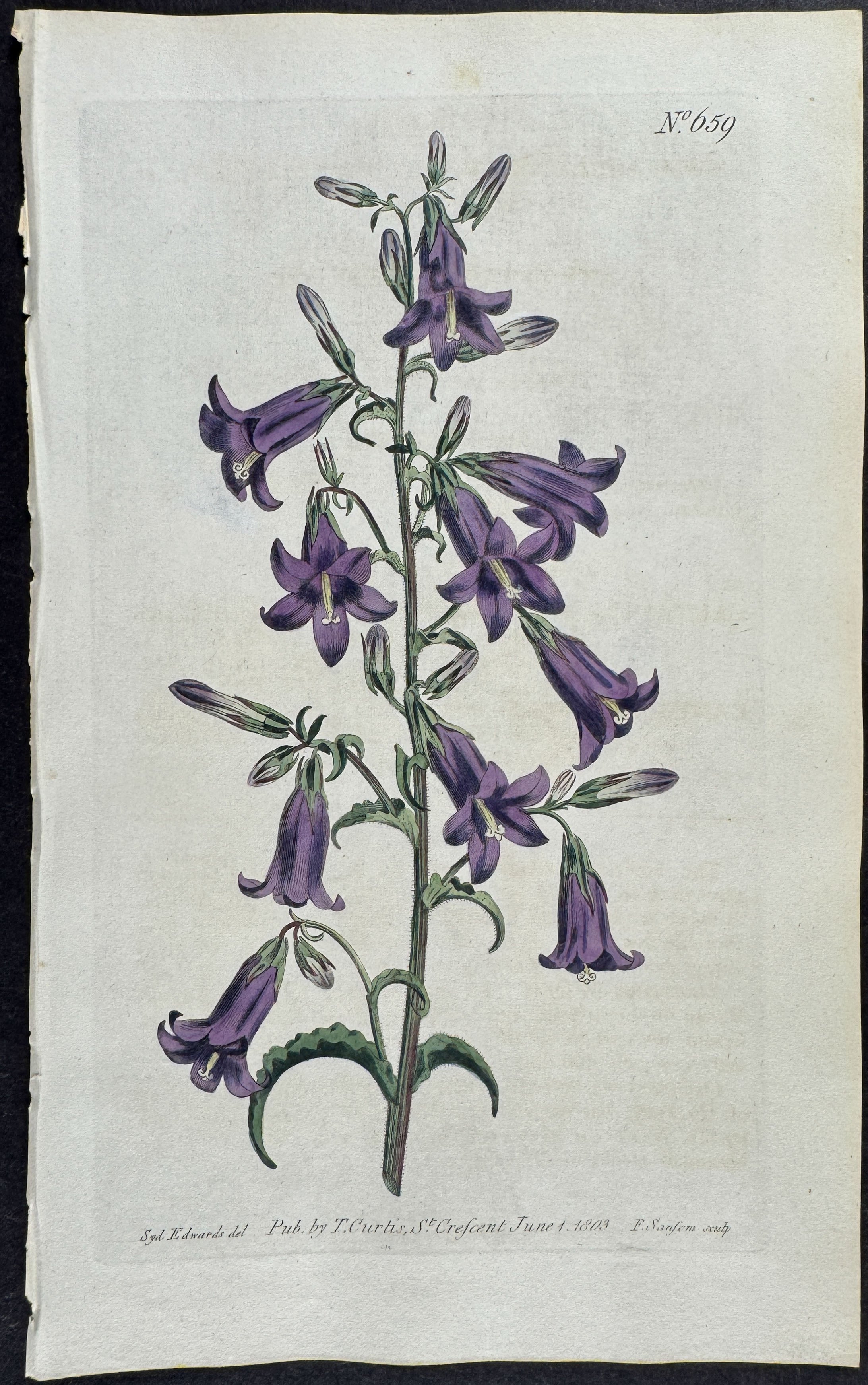 Siberian Bell-Flower