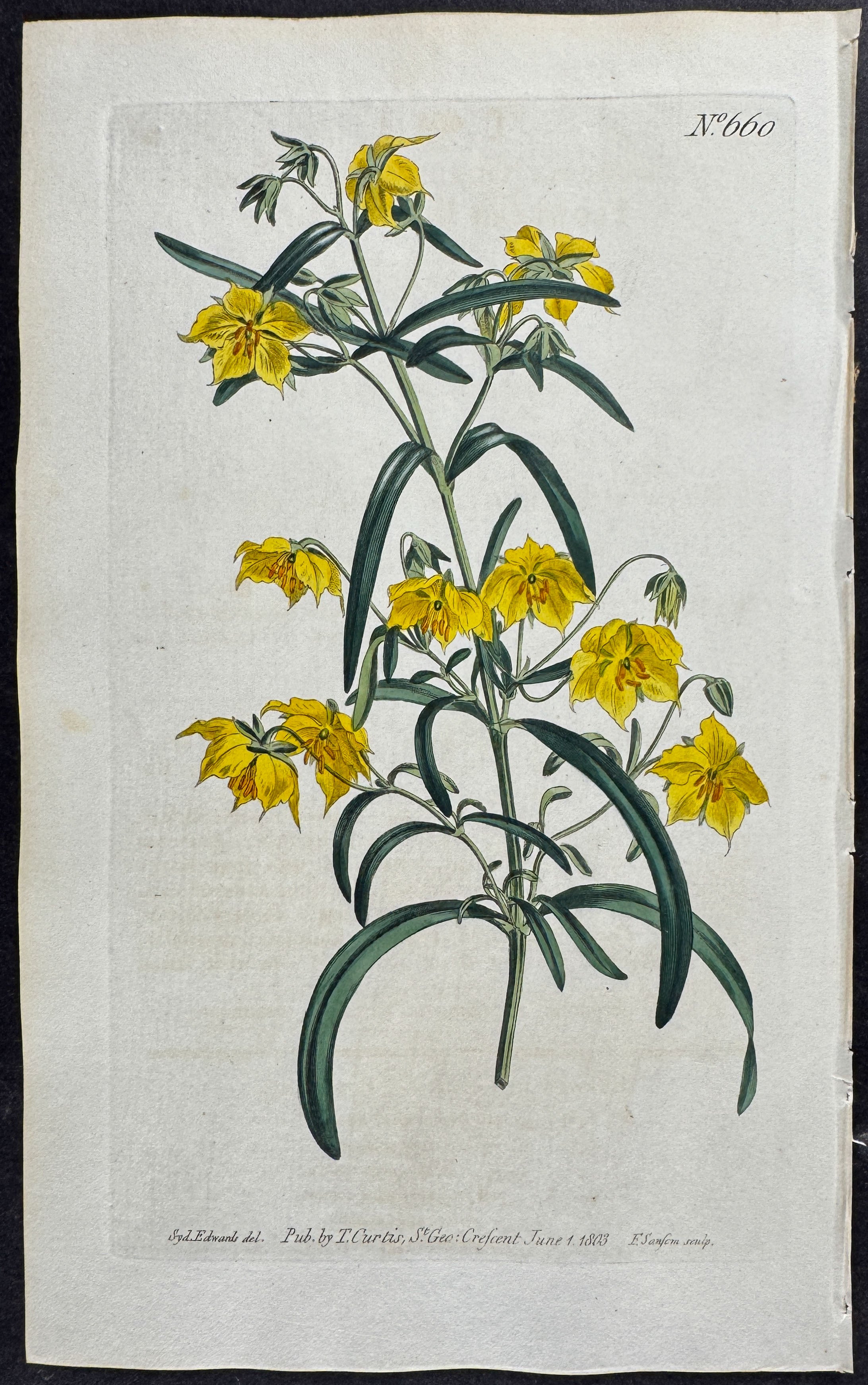 Four-Flowered Loose-strife