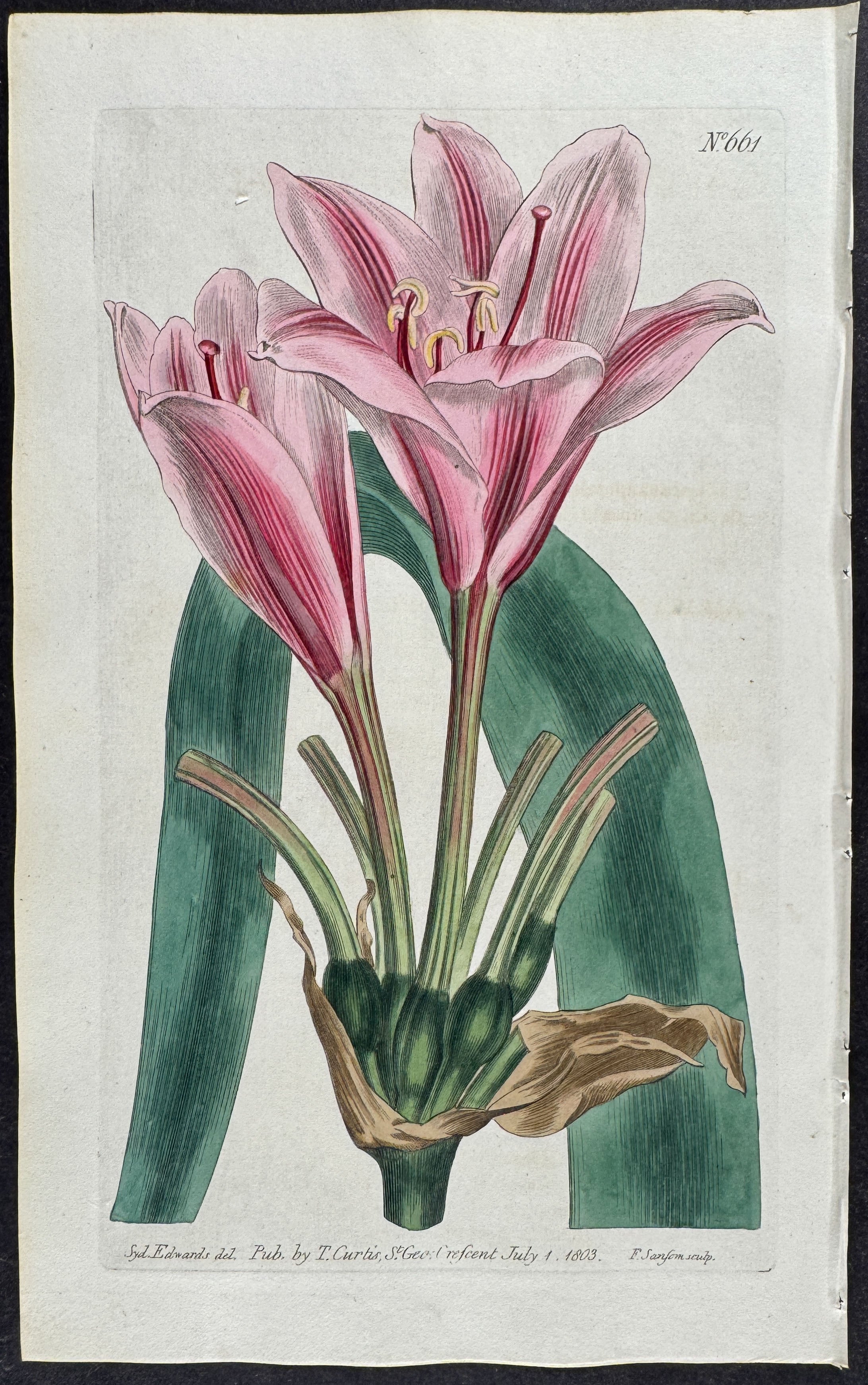 Long-leaved Amaryllis