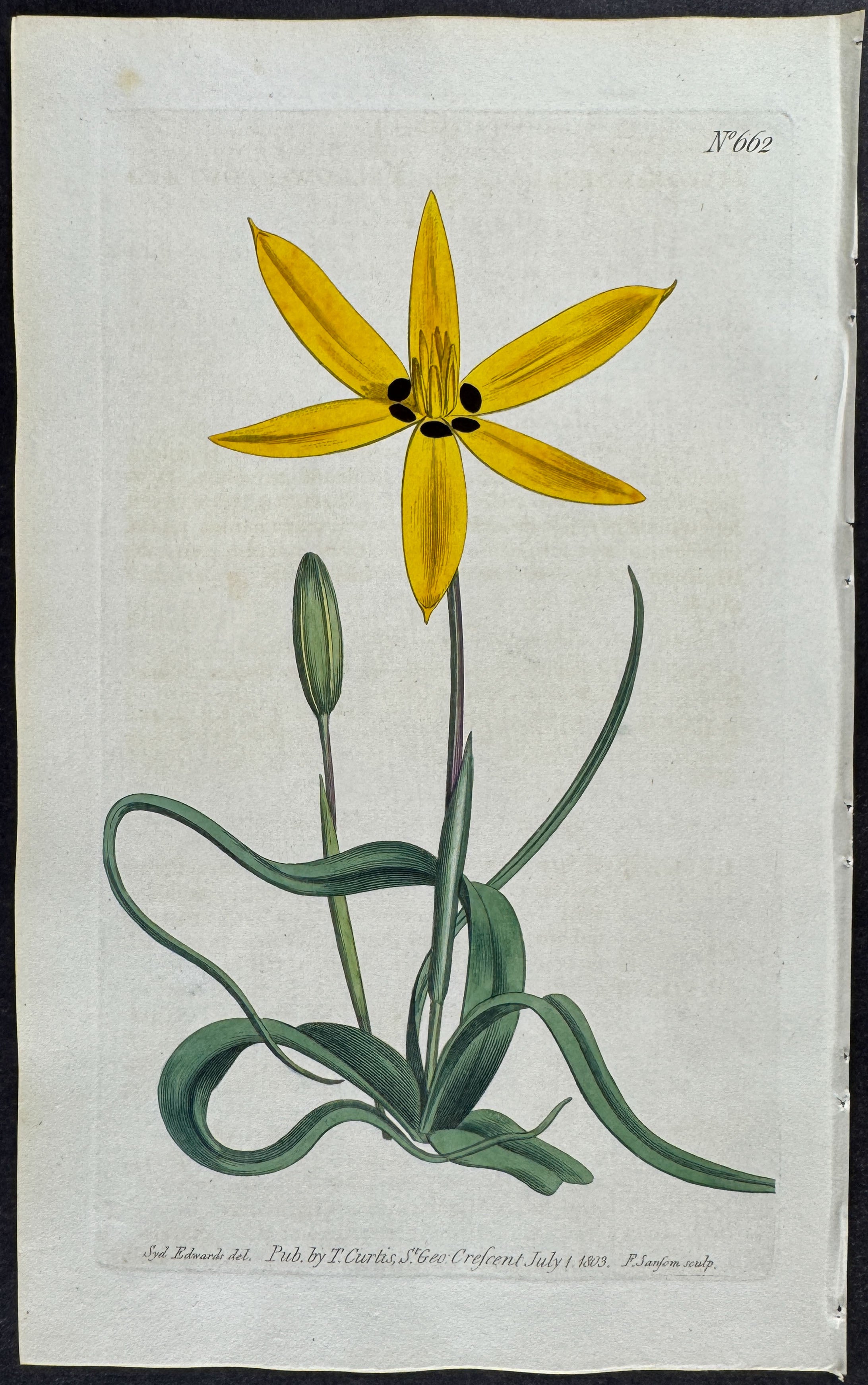 Yellow-flowered Star-hypoxis
