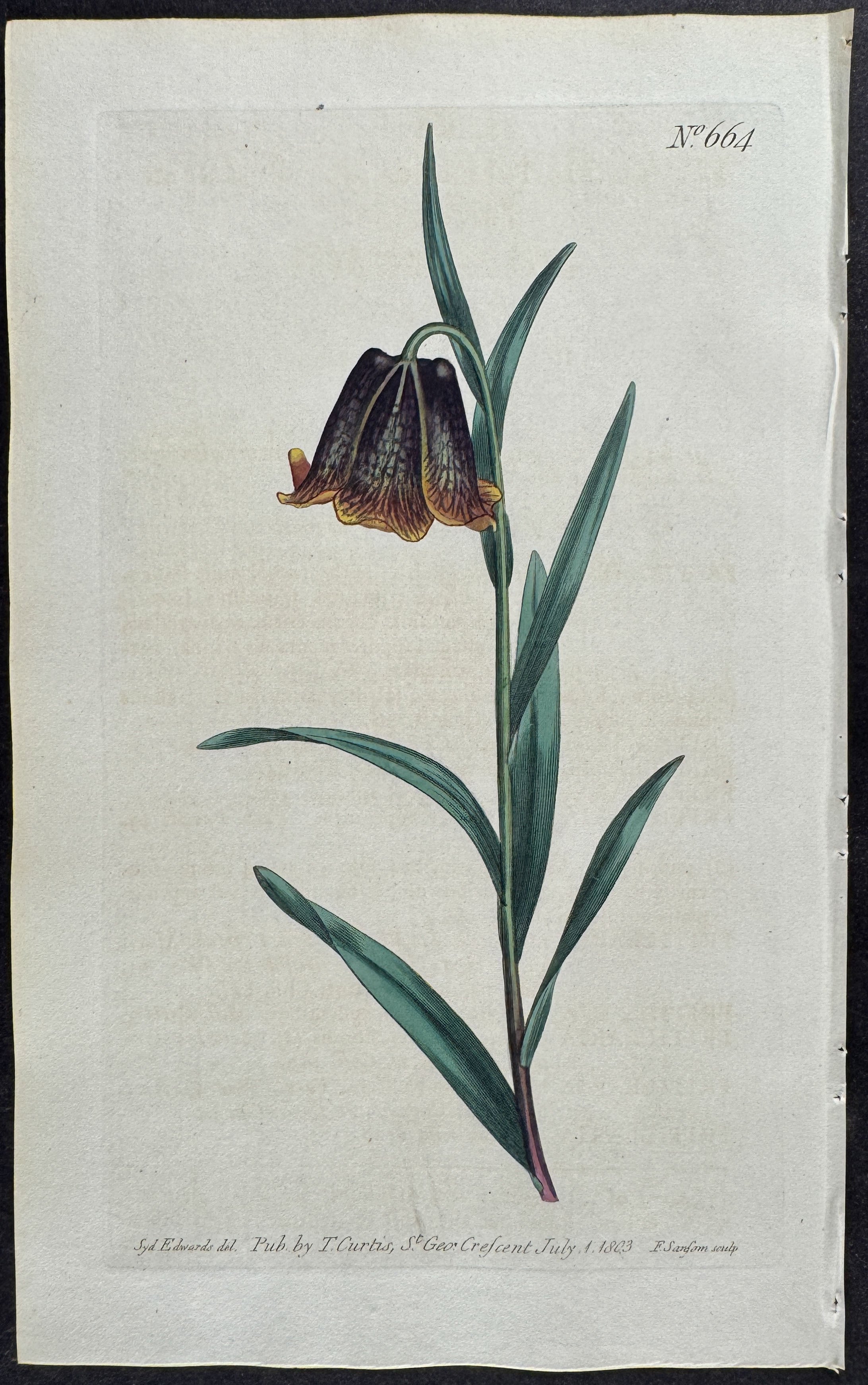 Pyrenean Fritillary