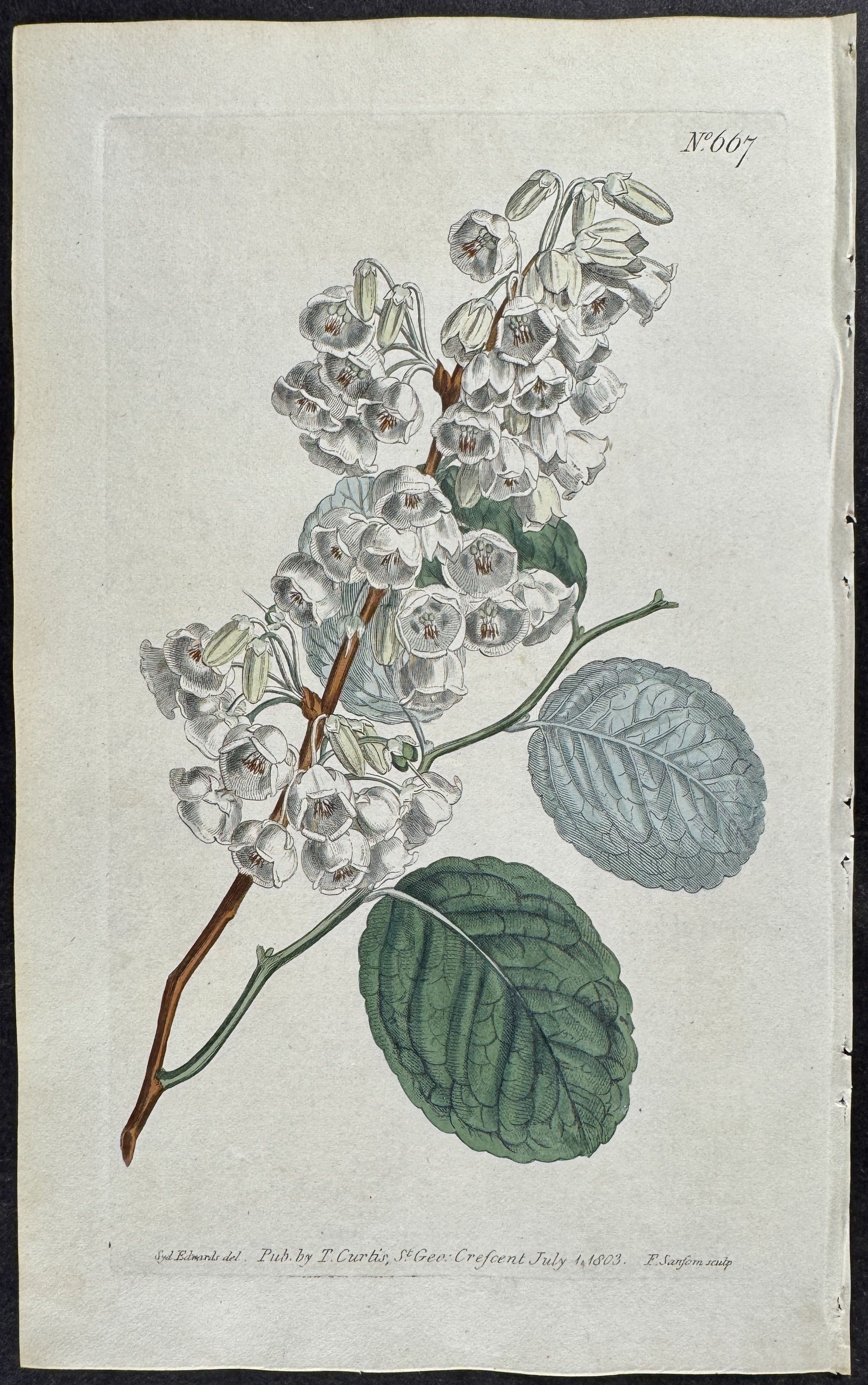 Oval-leaved Andromeda