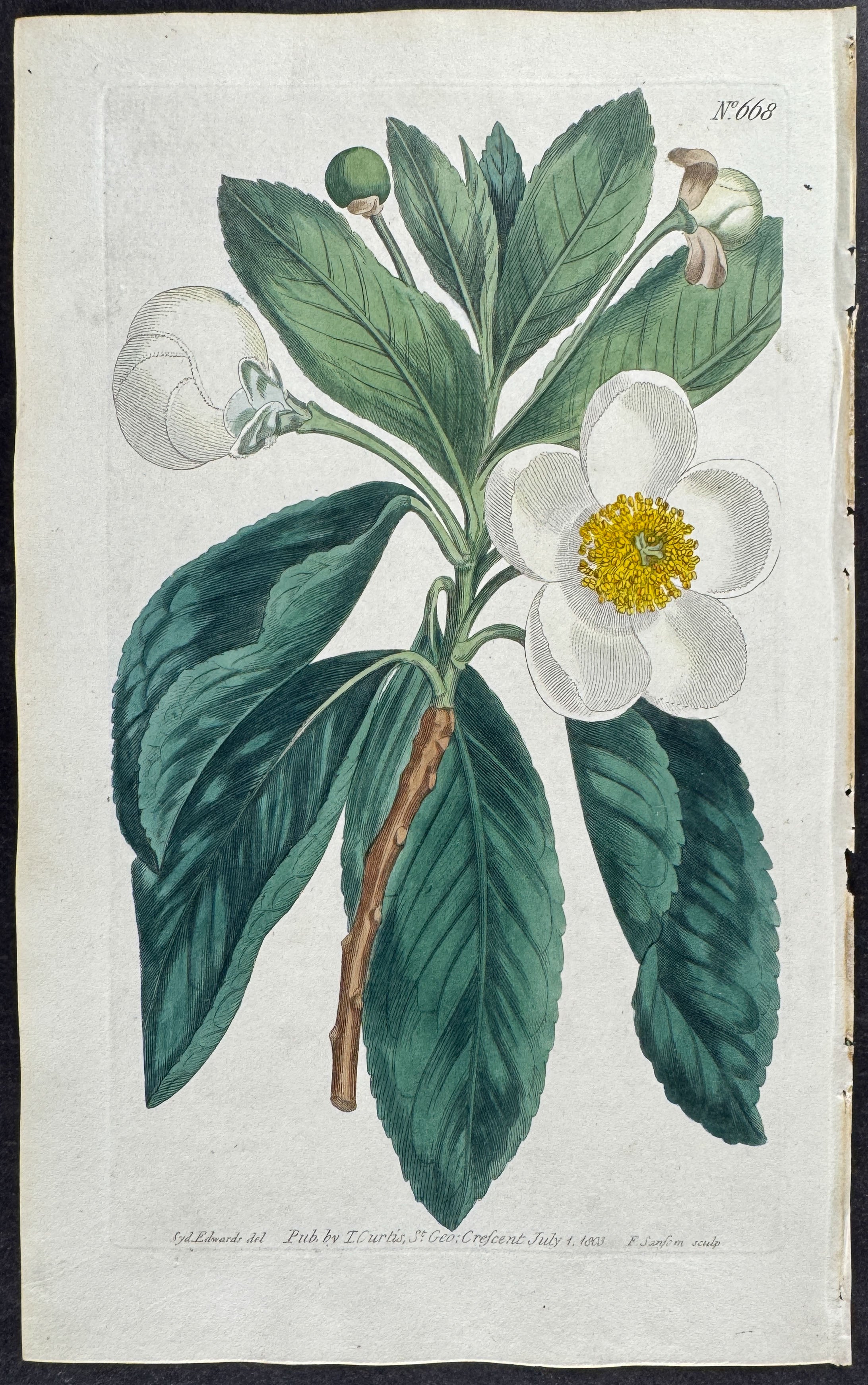 Smooth Gordonia or Loblolly Bay