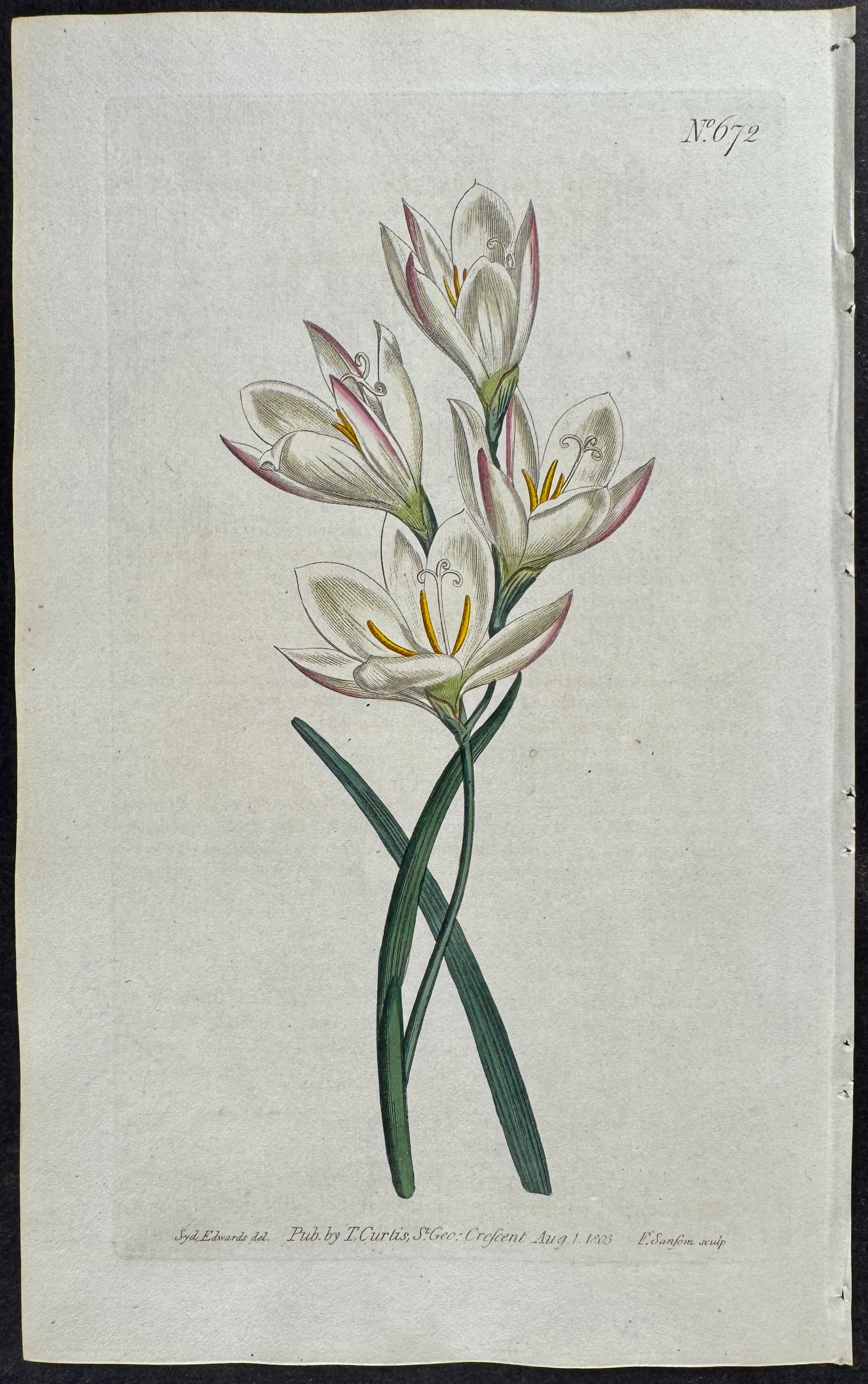 Yellow-flowered Geissorhiza