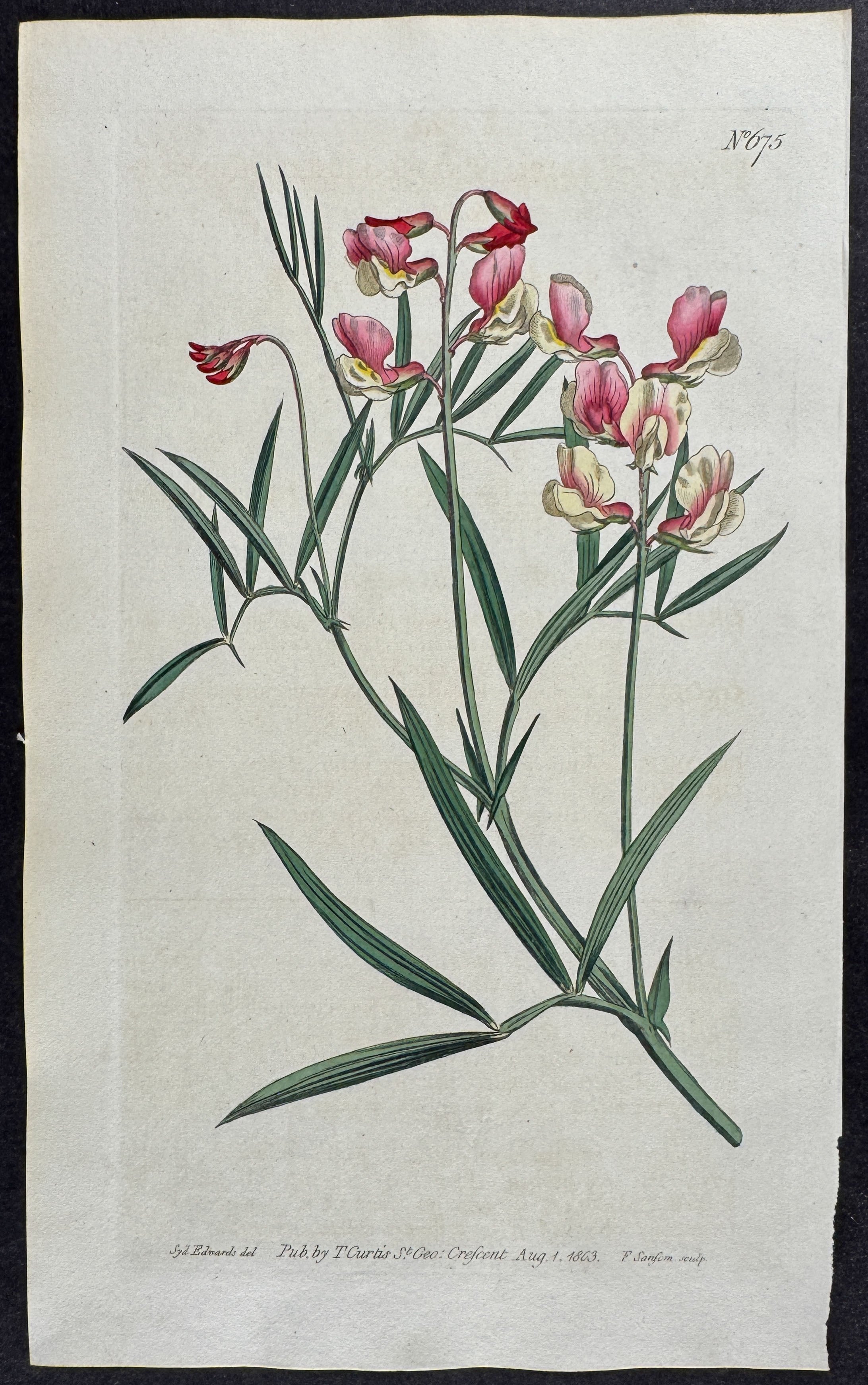Particoloured Bitter-Vetch