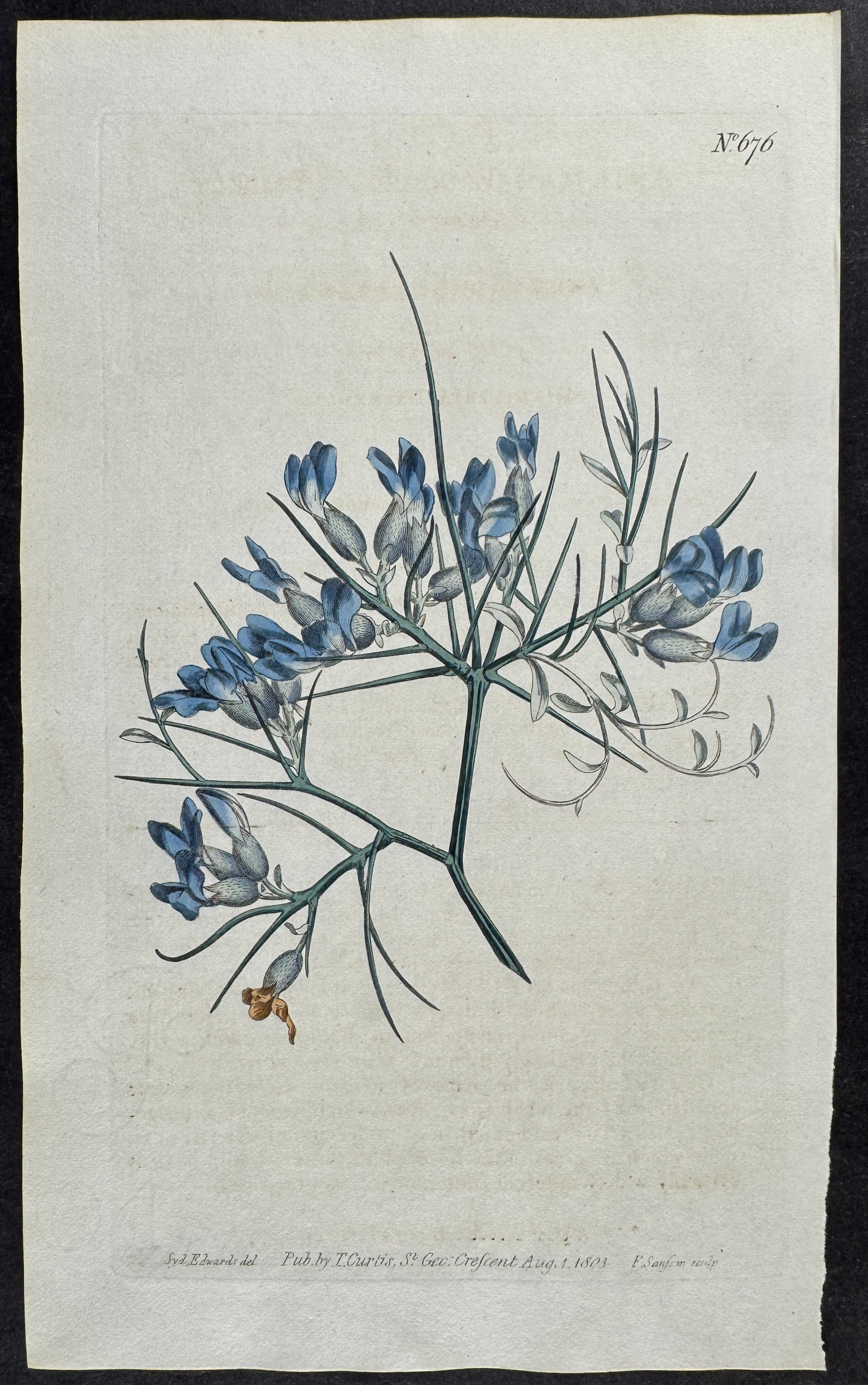 Prickly Anthyllis