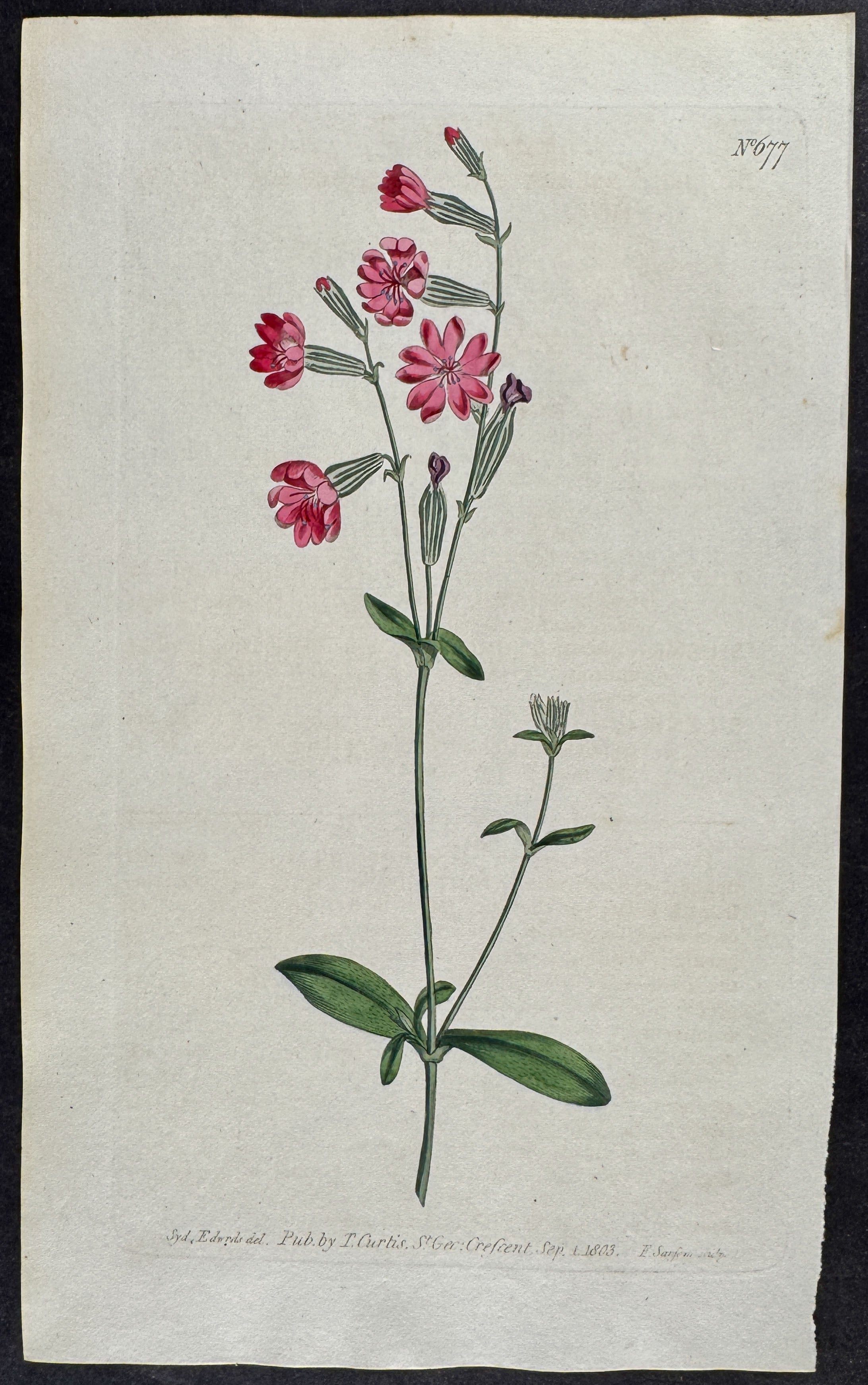 Morocco Catchfly