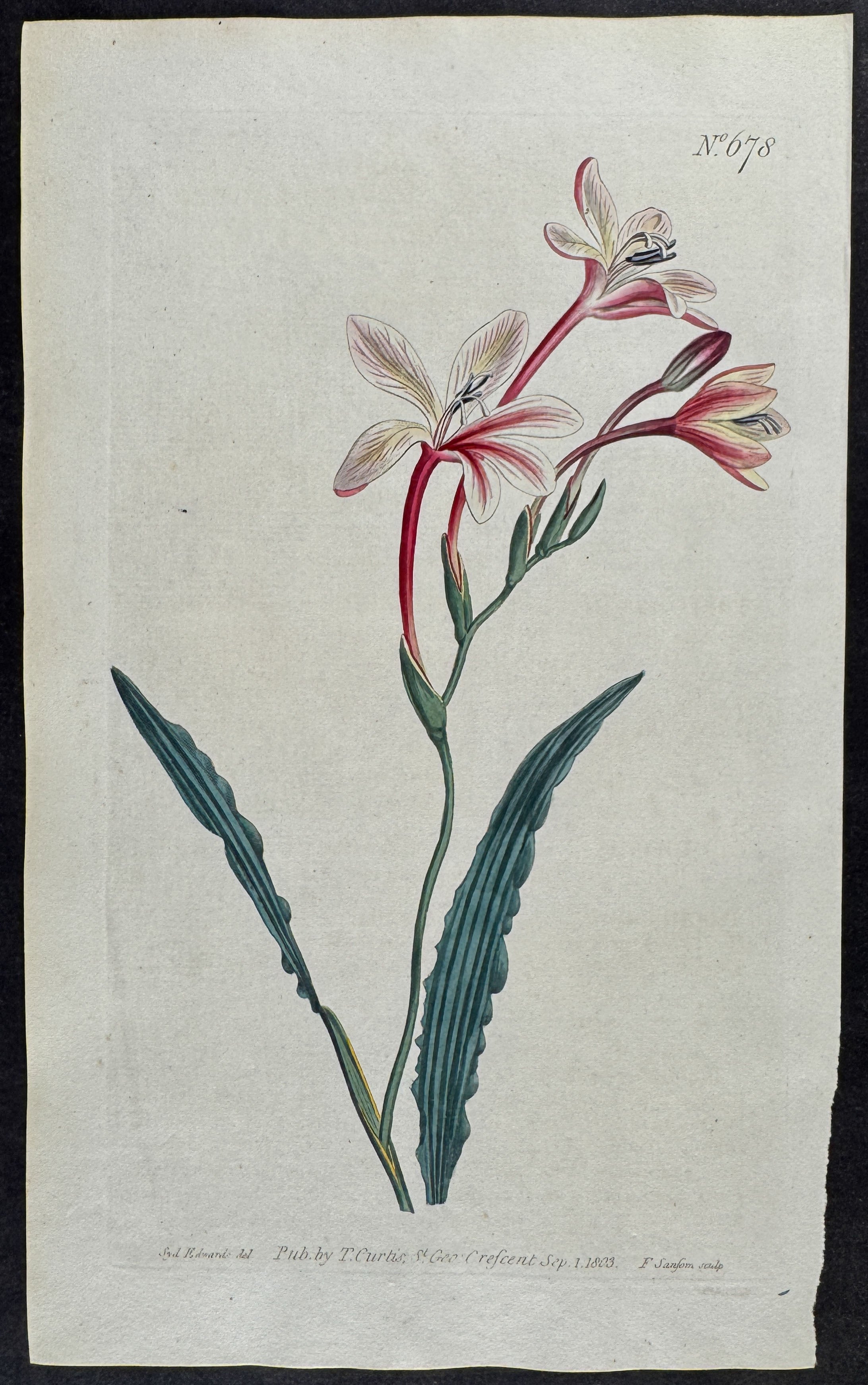Curled-Leaved Tritonia