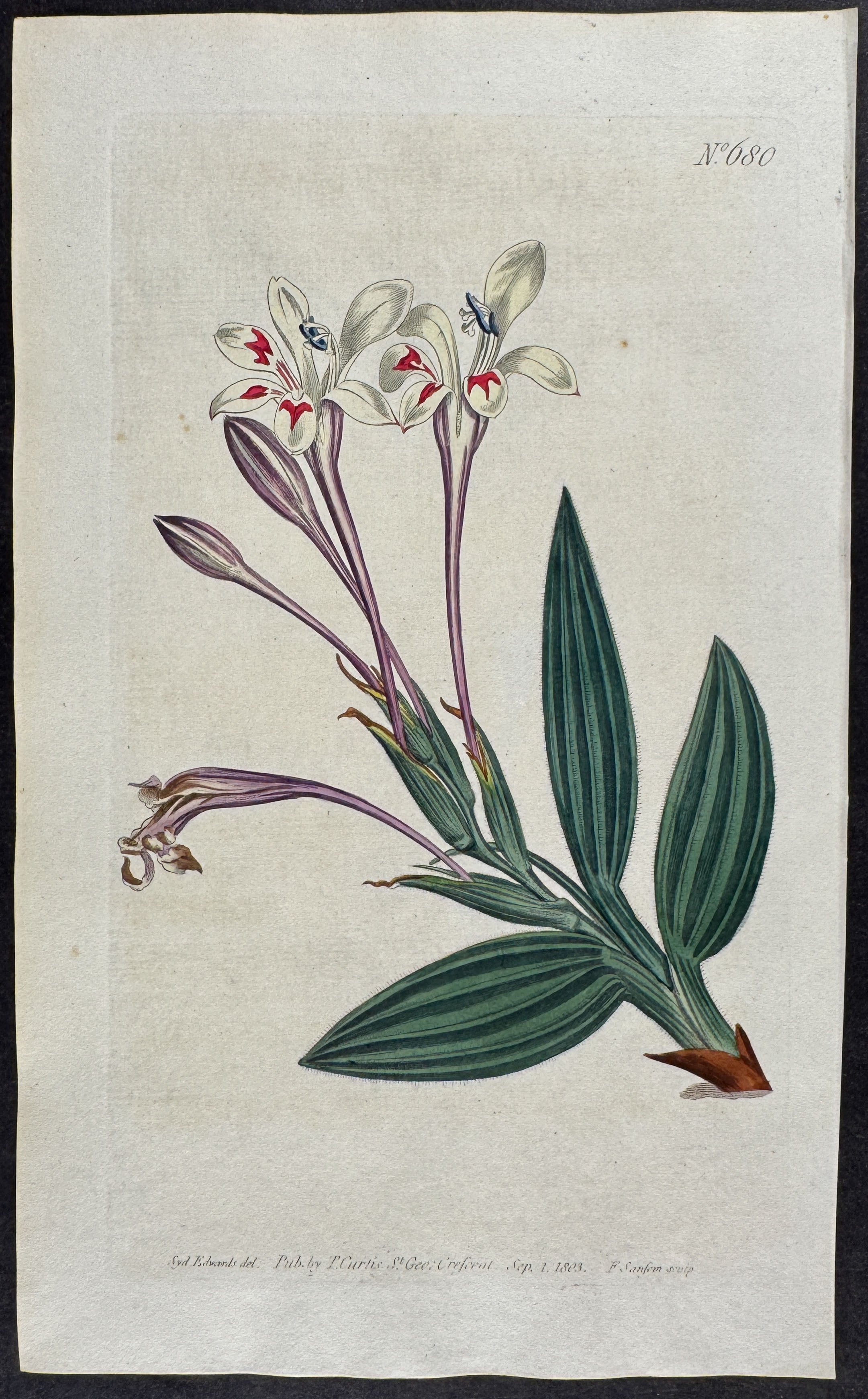 Long-Tubed Barbiana