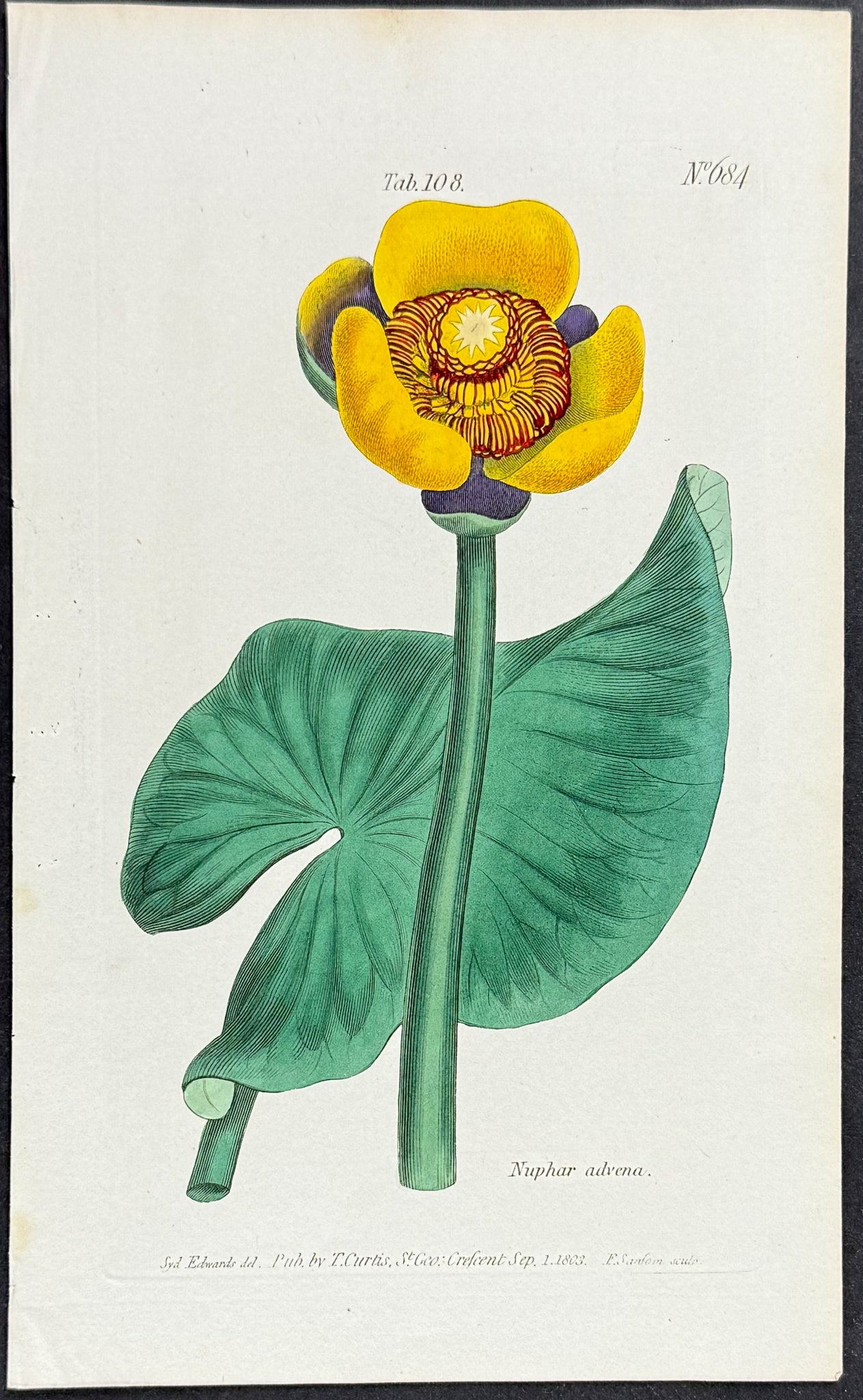 Spatterdock [Nuphar advena]