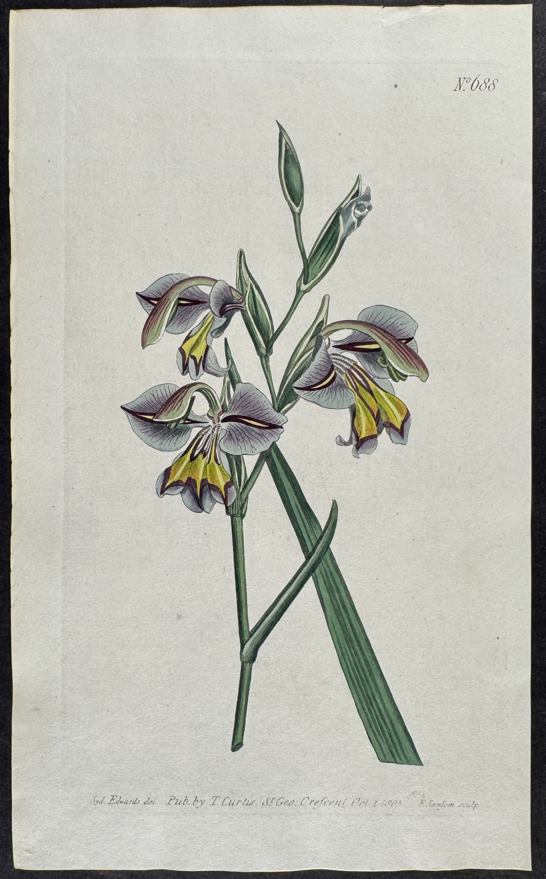 Iris - Perfumed Corn Flag
