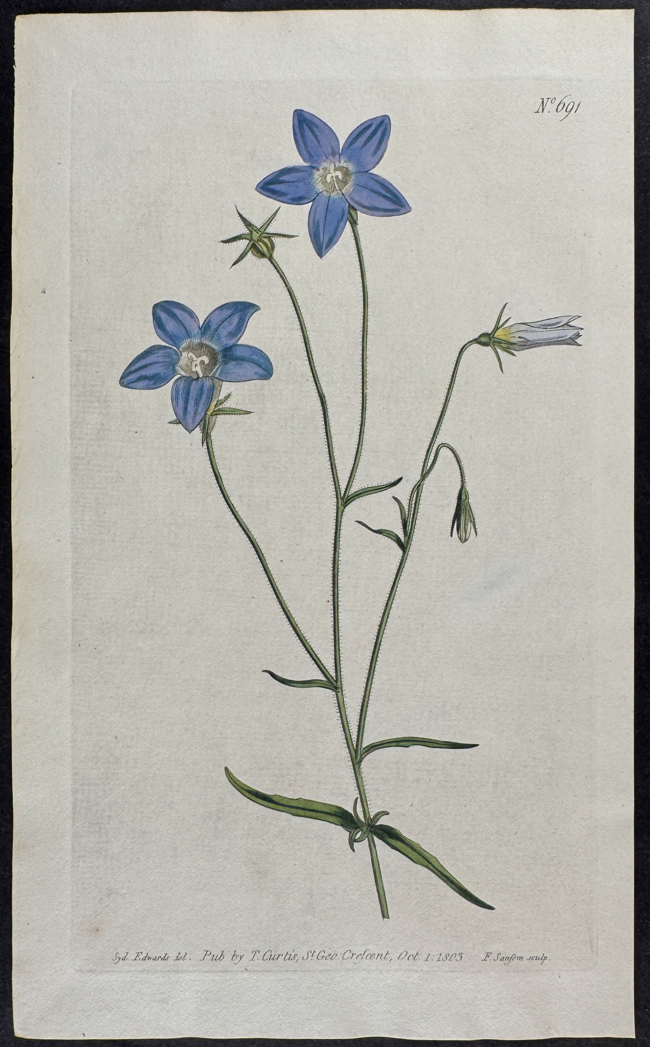 Slender Bell-flower