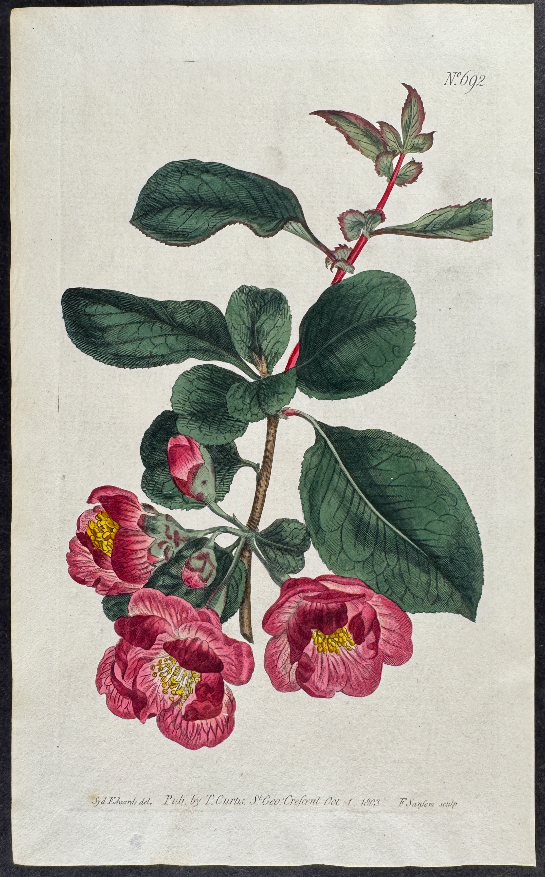 Japan Apple-Tree