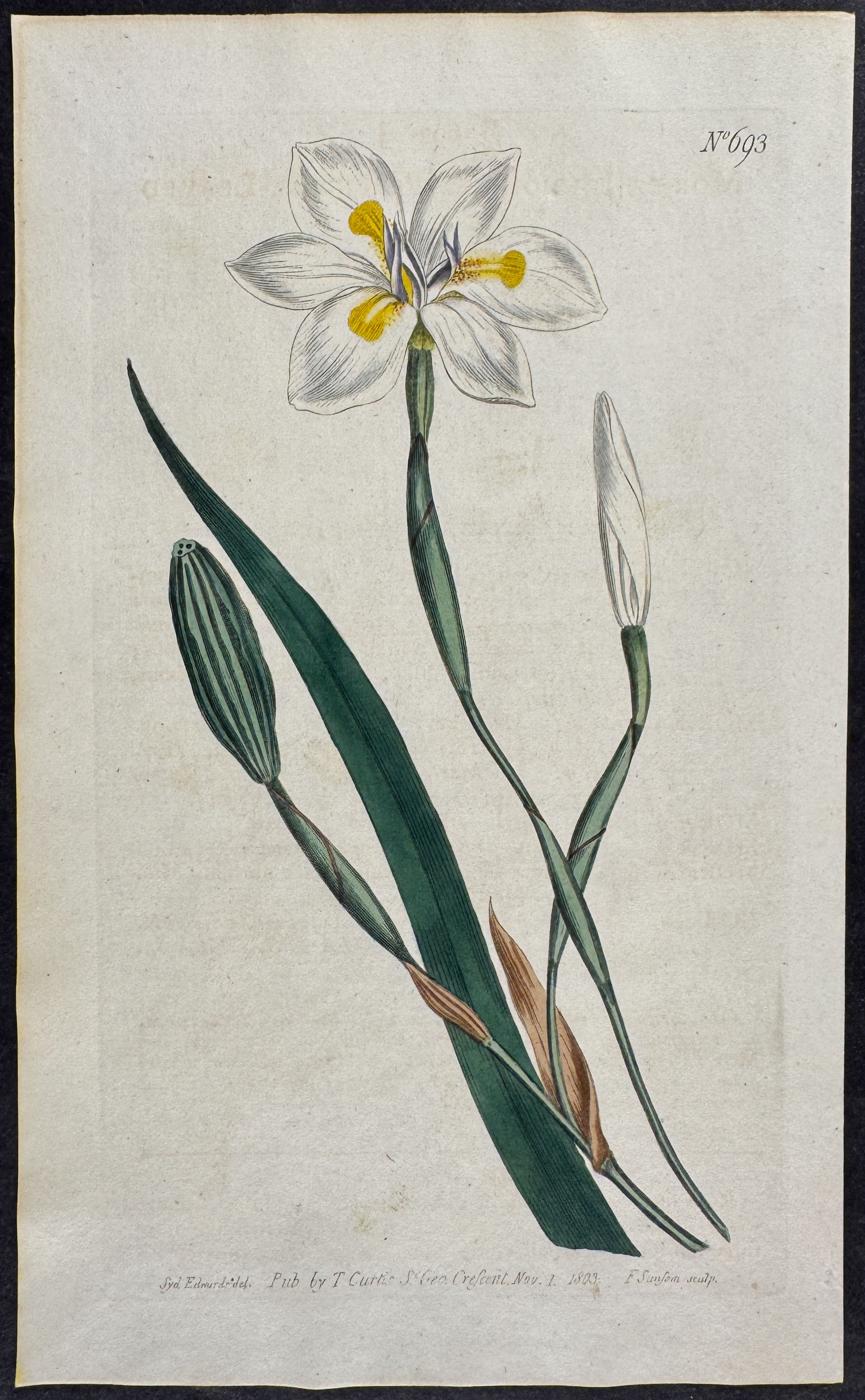 Perennial-Leaved Moraea