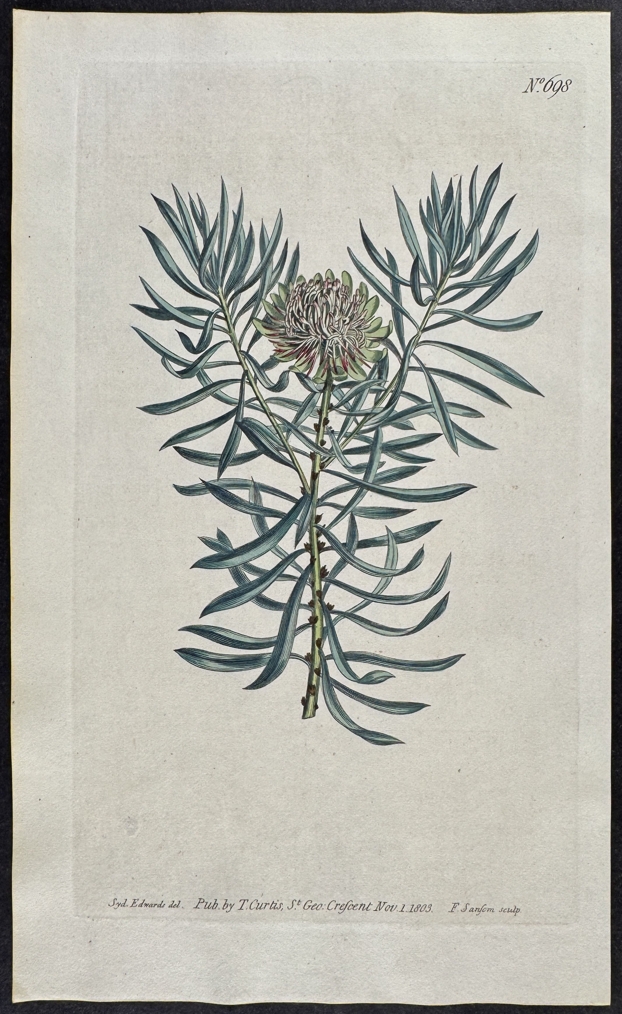 Small-Smooth-Leaved Protea