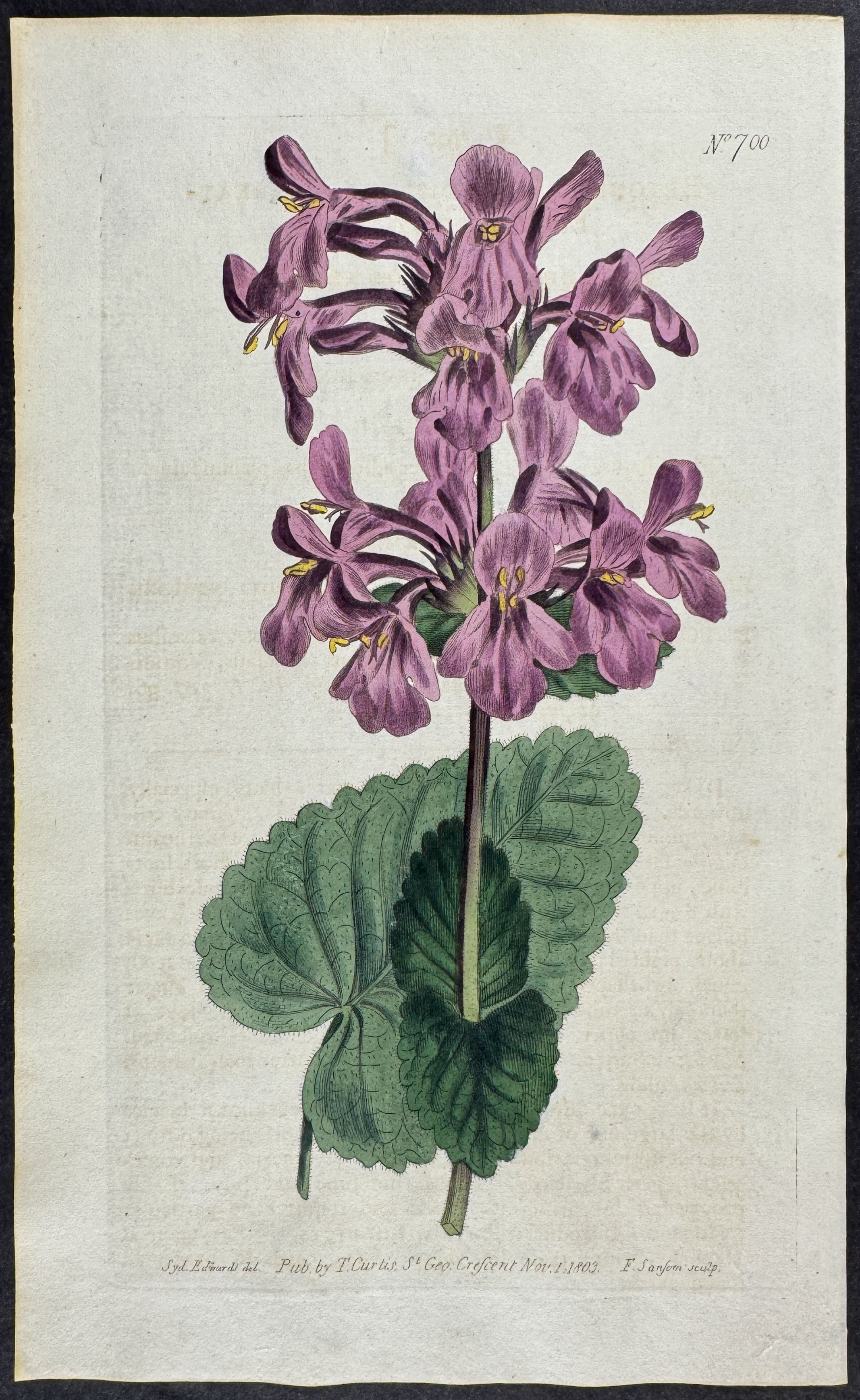 Great-flowered Betony