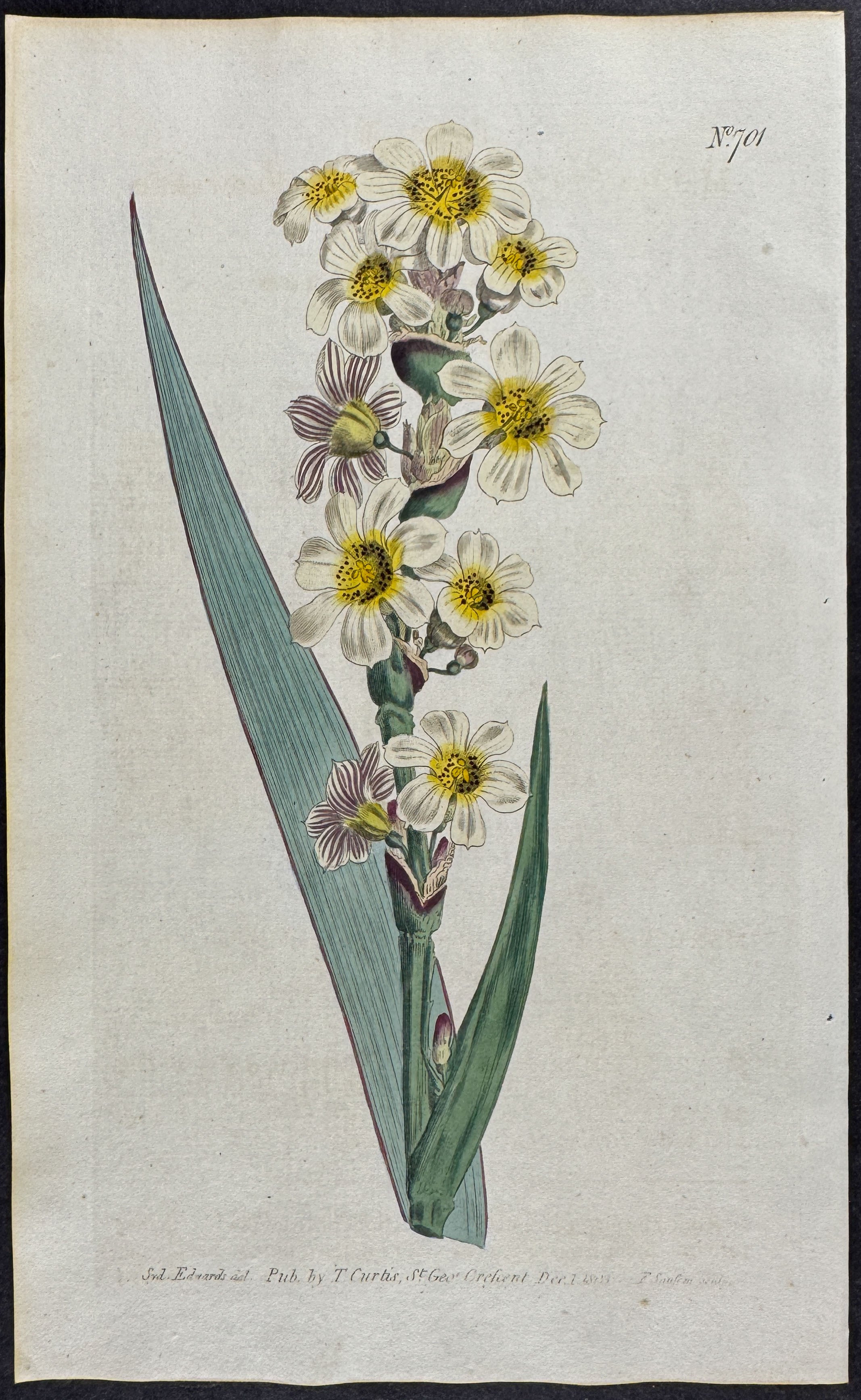 Streaked-flowered Marica