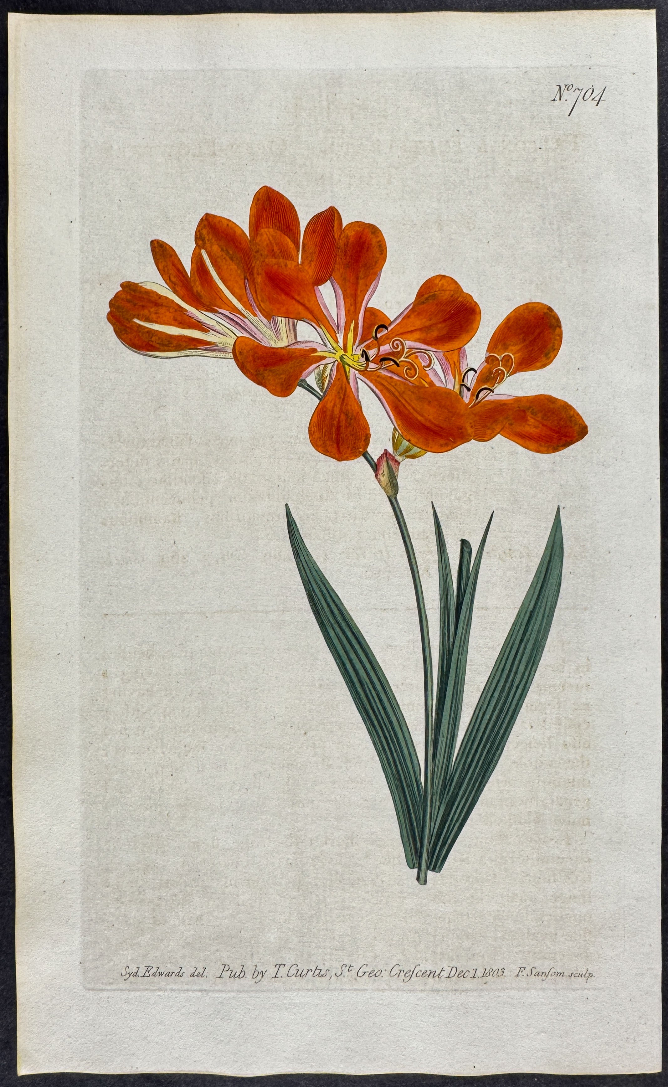 Open-Flowered Tritonia