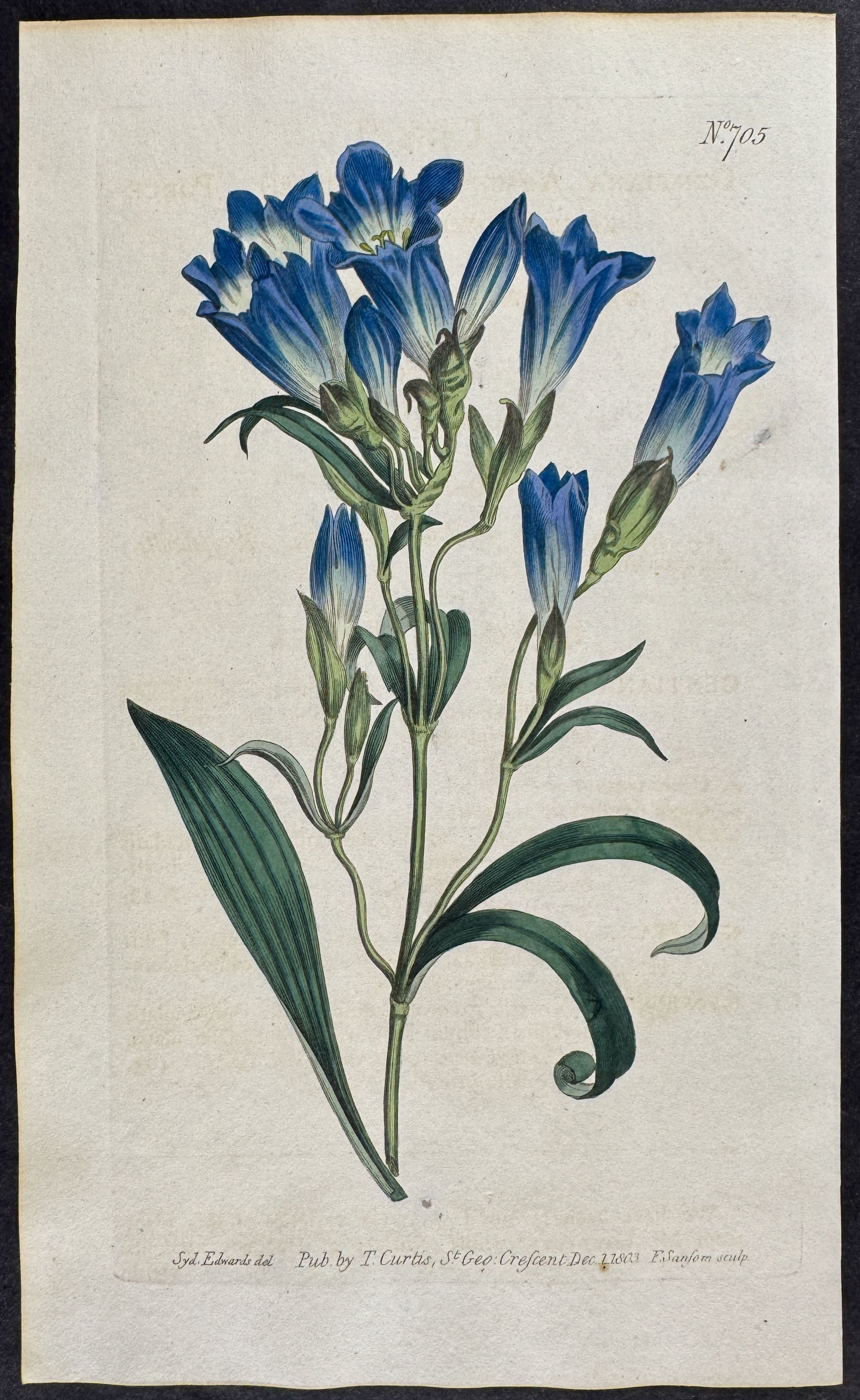 Porcelain-flowered Gentian