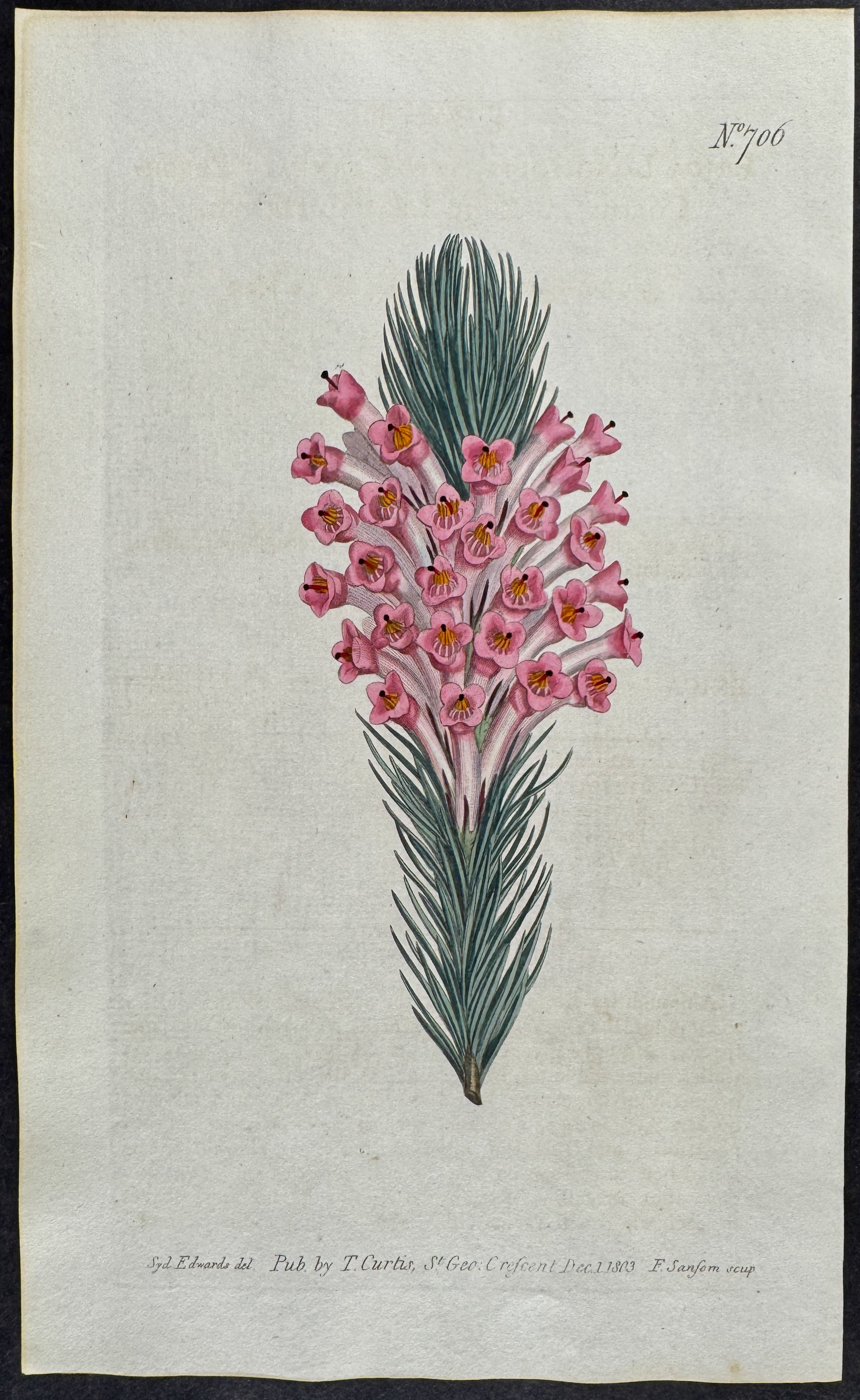 Flrsh-coloured Long-leaved Heath