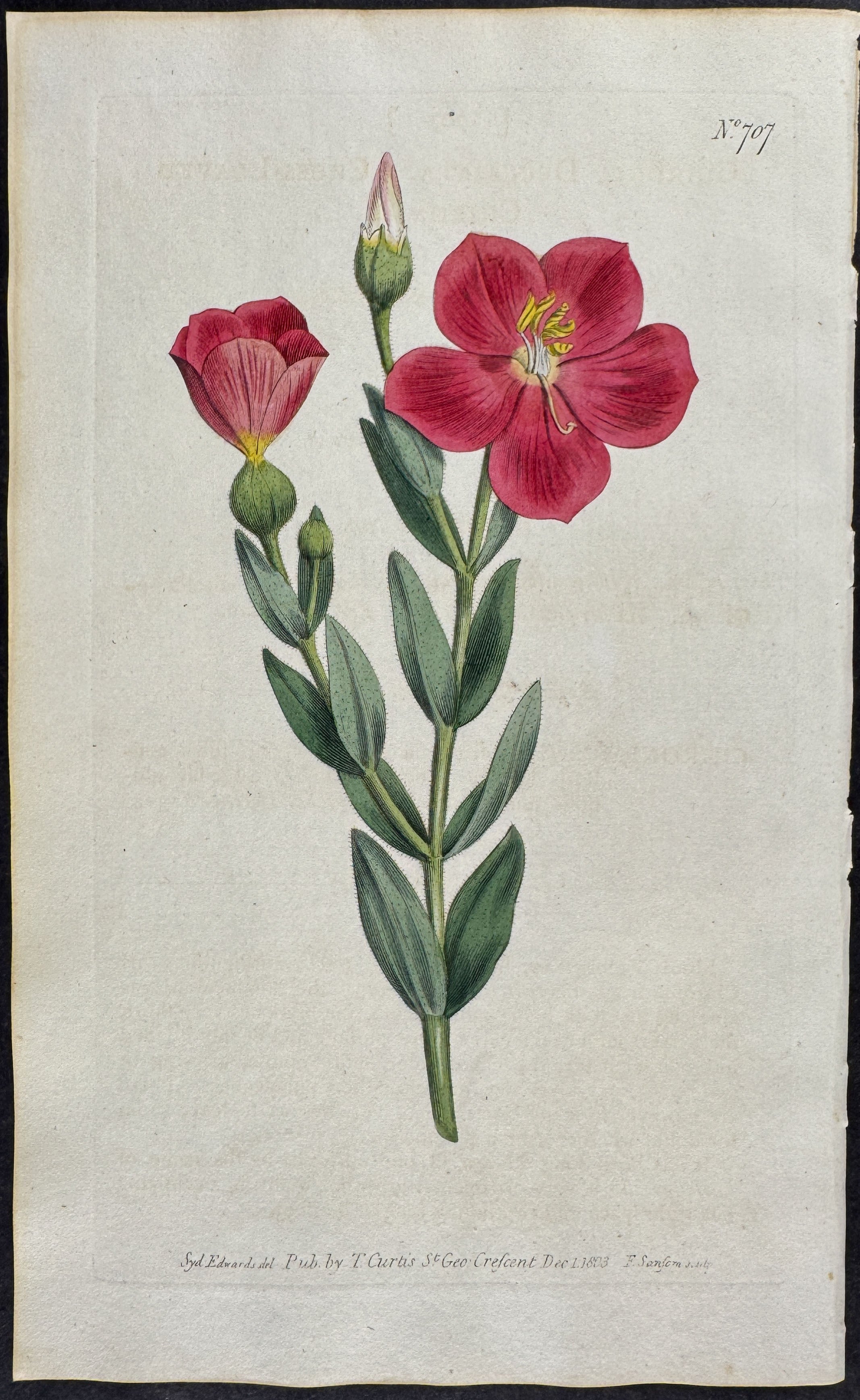 Cross-leaved Chironia
