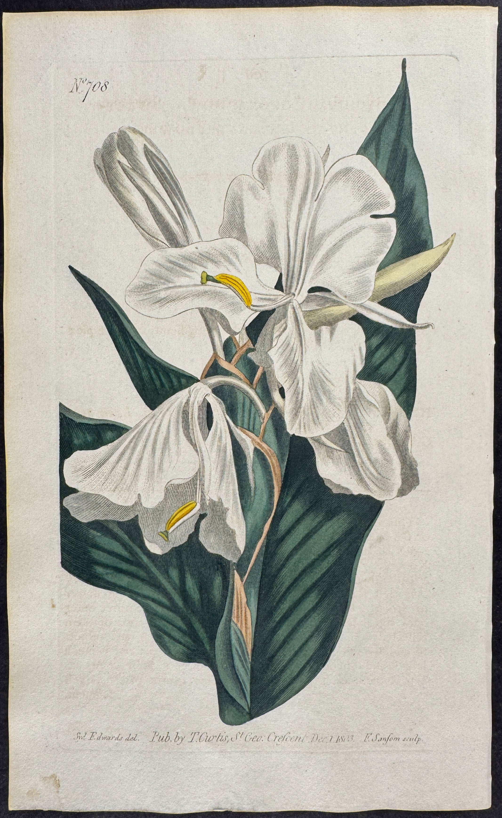 Sweet-scented Garland-Flower